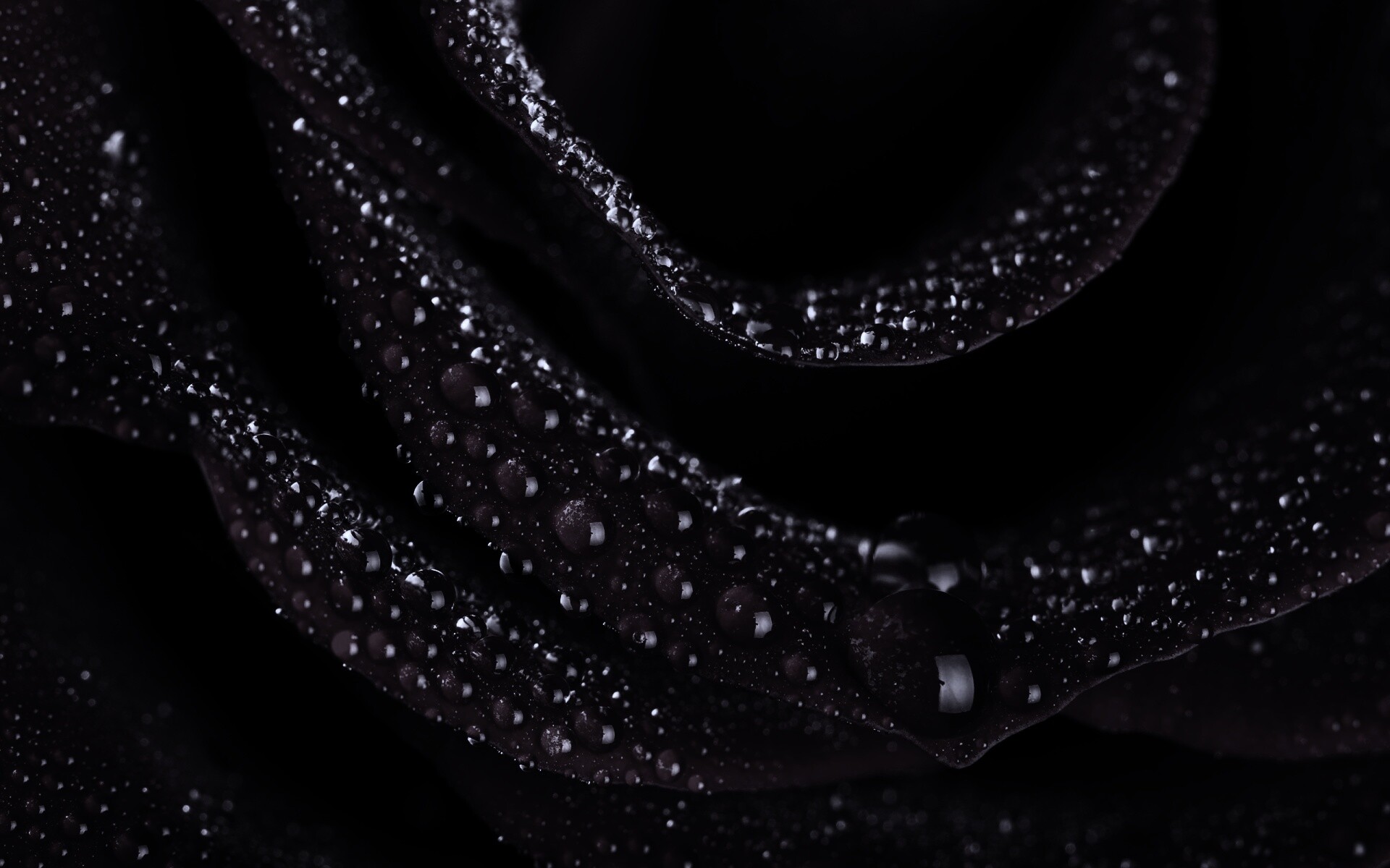 Роза в каплях обои