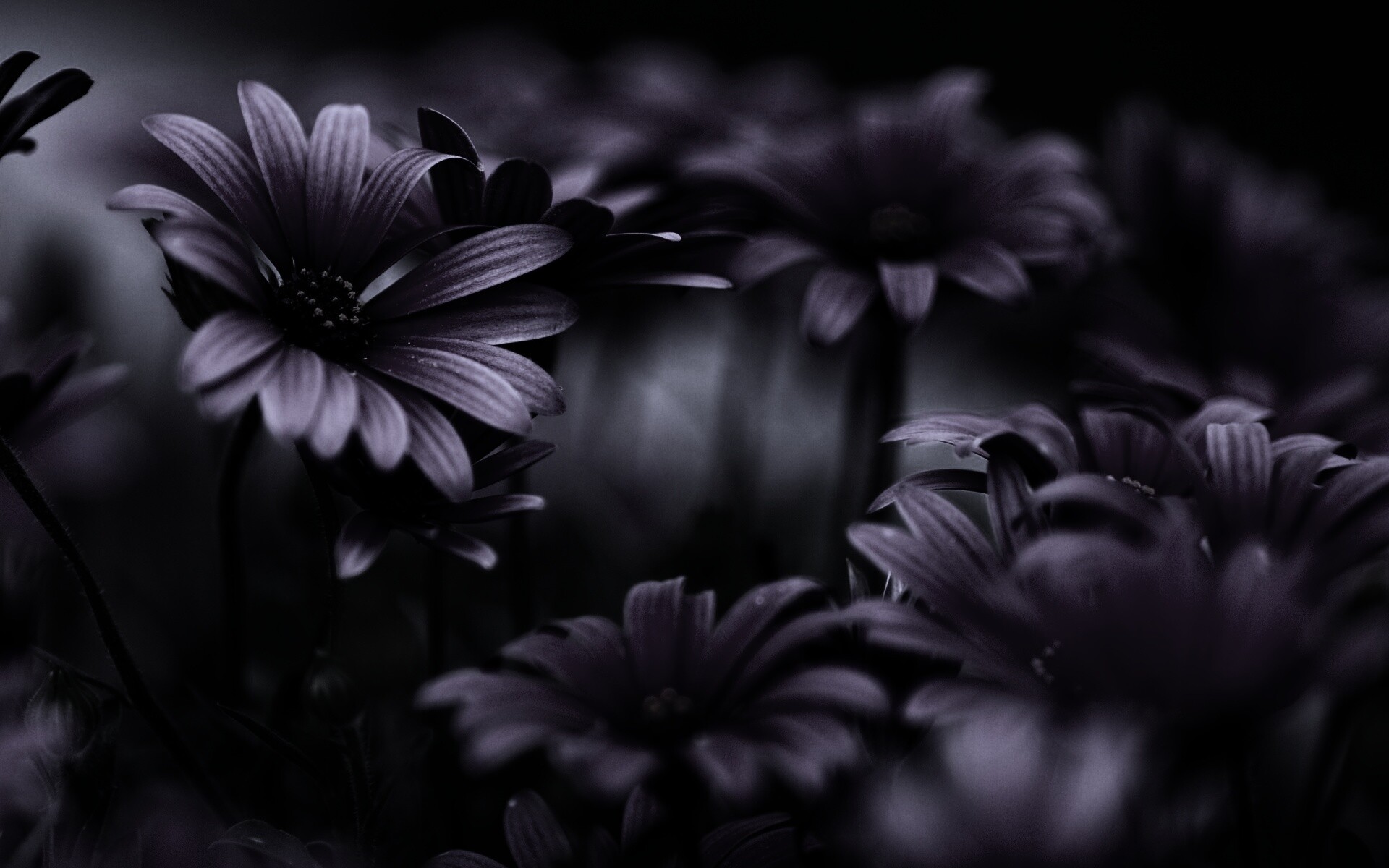 Яркие фиолетовые цветы обои