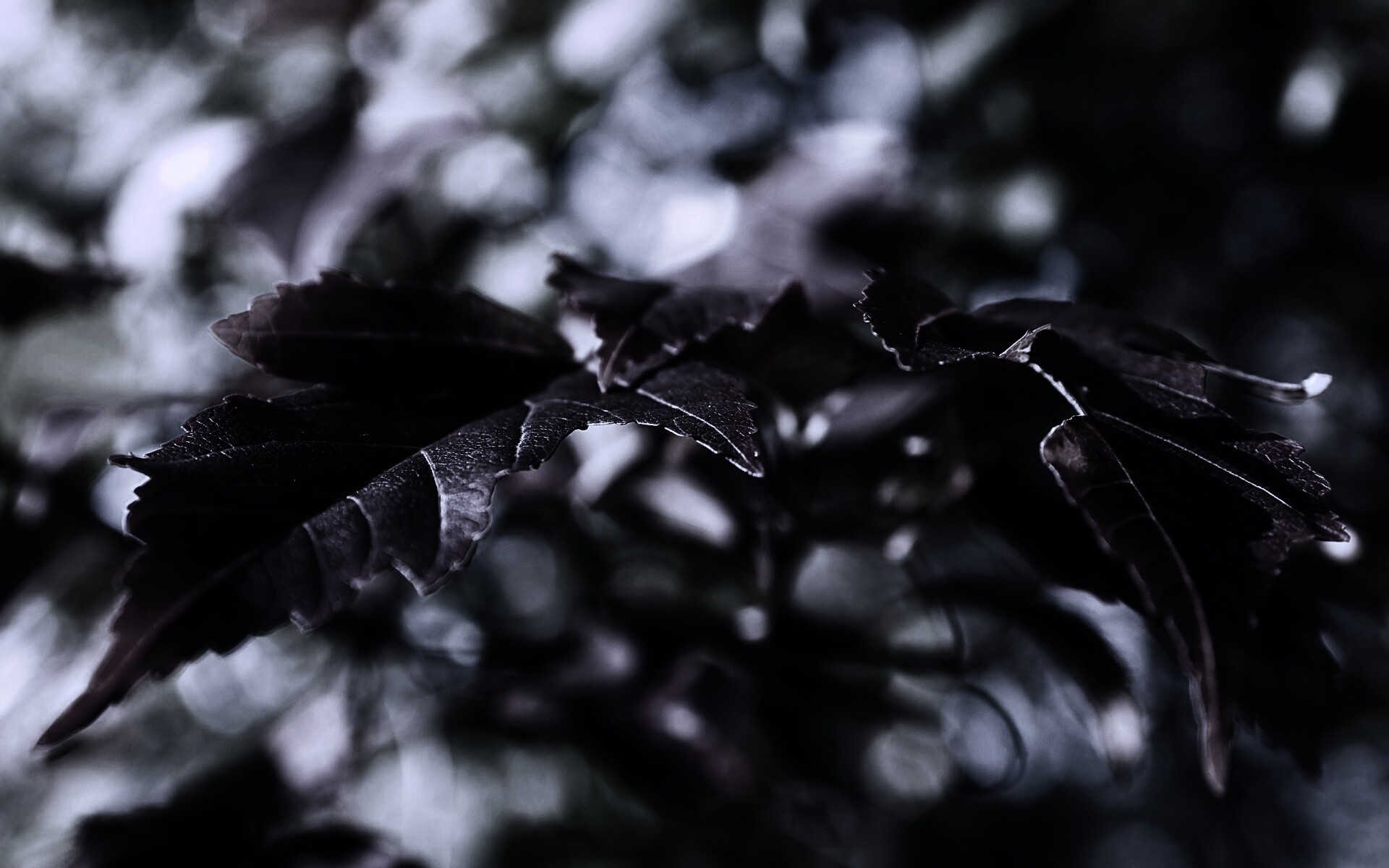 Красивые осенние листья в баговых цветах обои