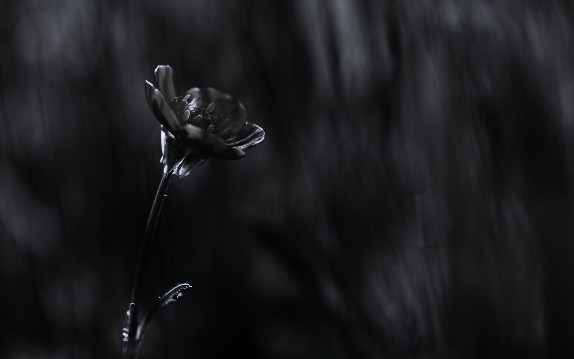 Маленький жёлтый цветочек обои