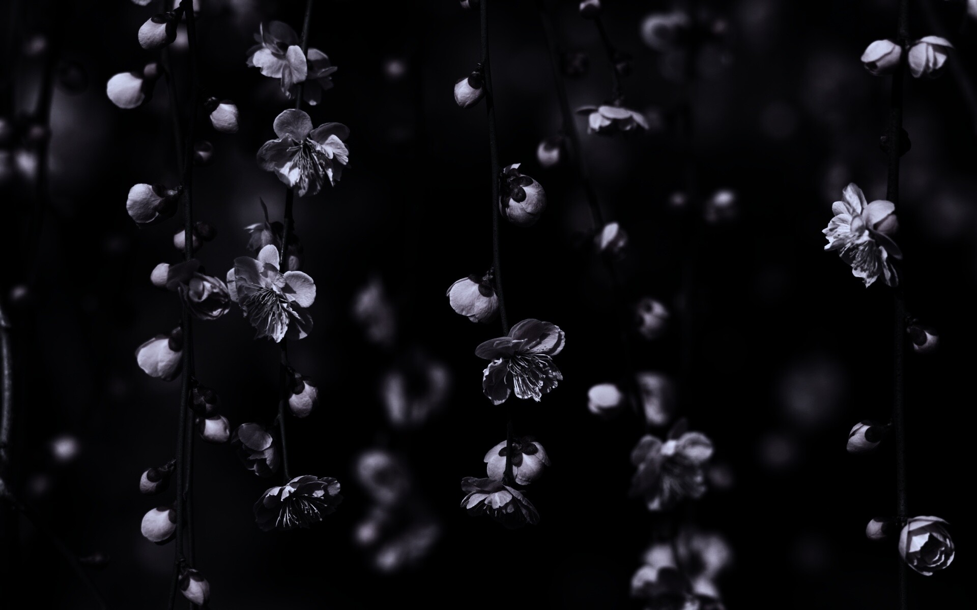 Веточки цветущего дерева обои