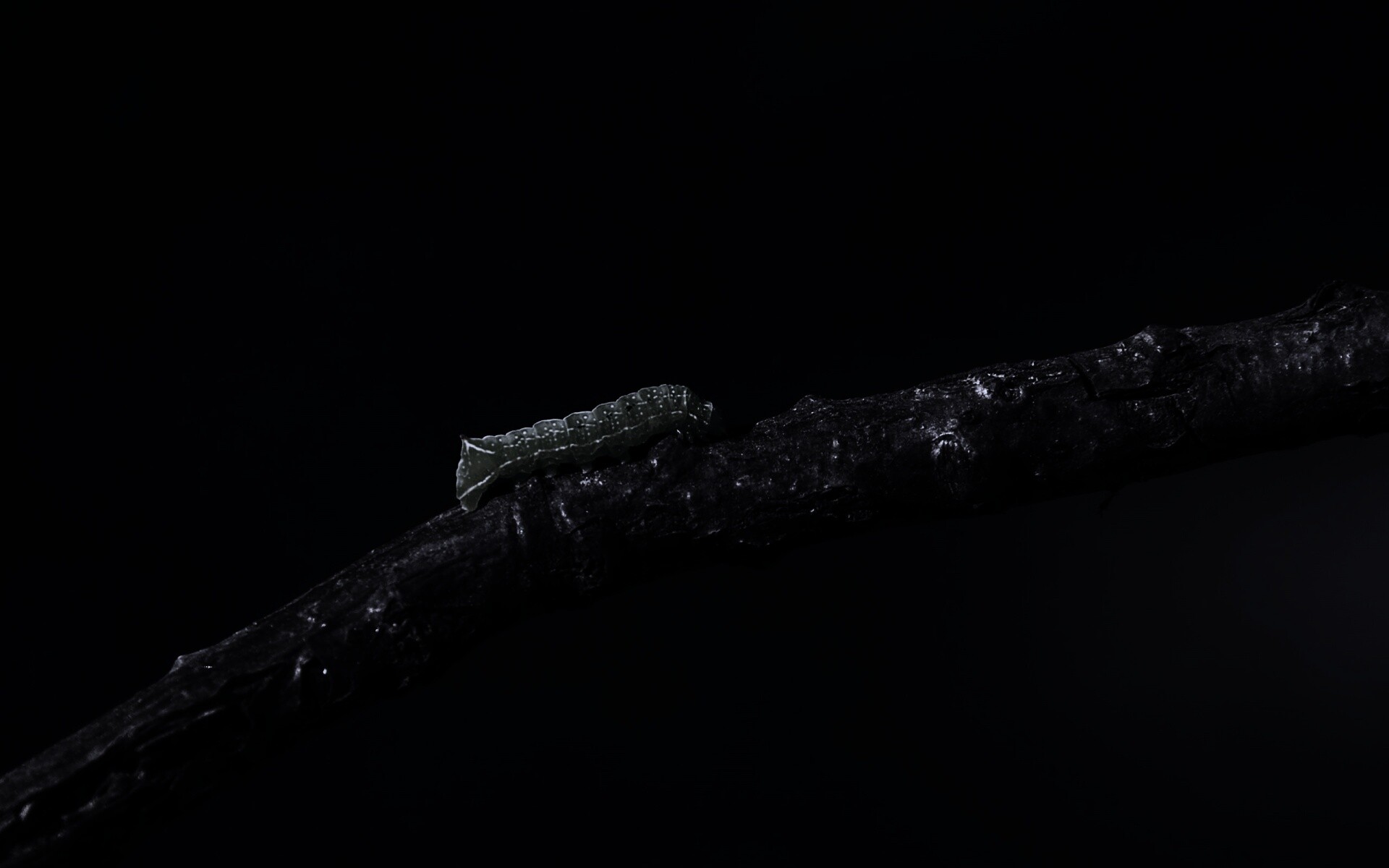 Гусеница на ветке обои