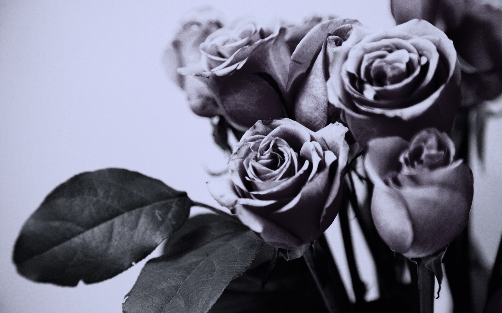 Букет розовых роз обои