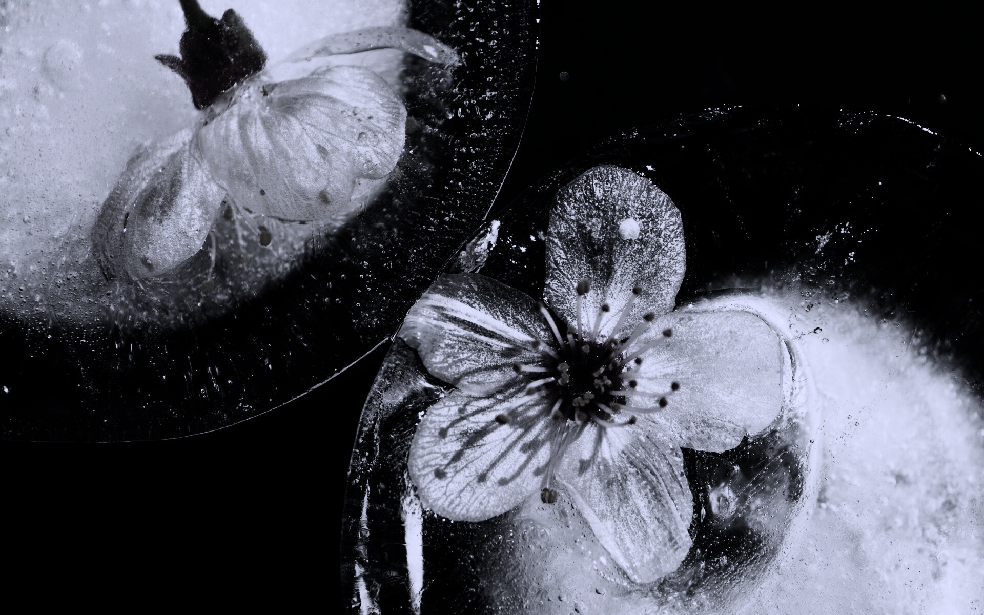 Цветы вишни во льду обои