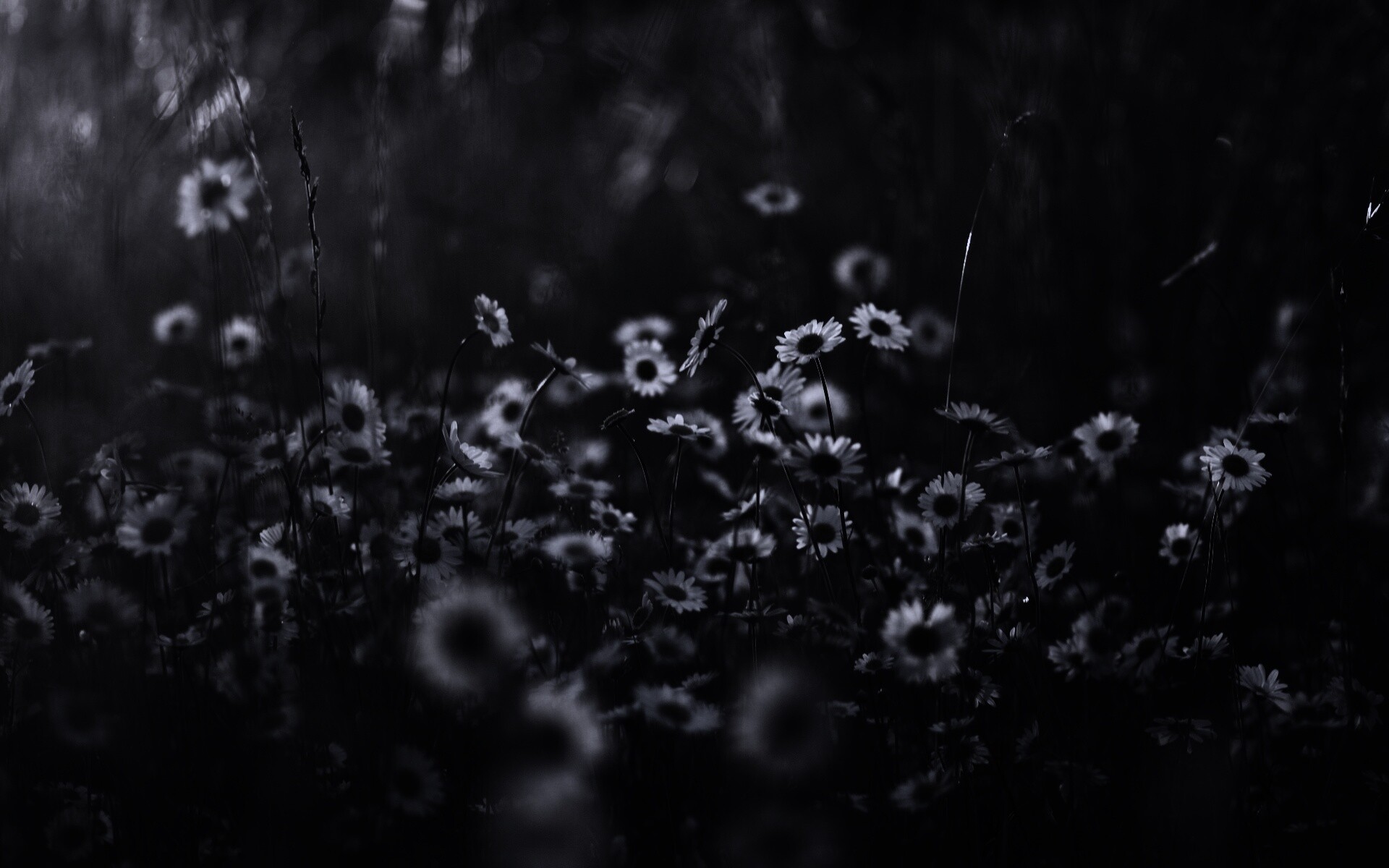 Поле ромашек обои