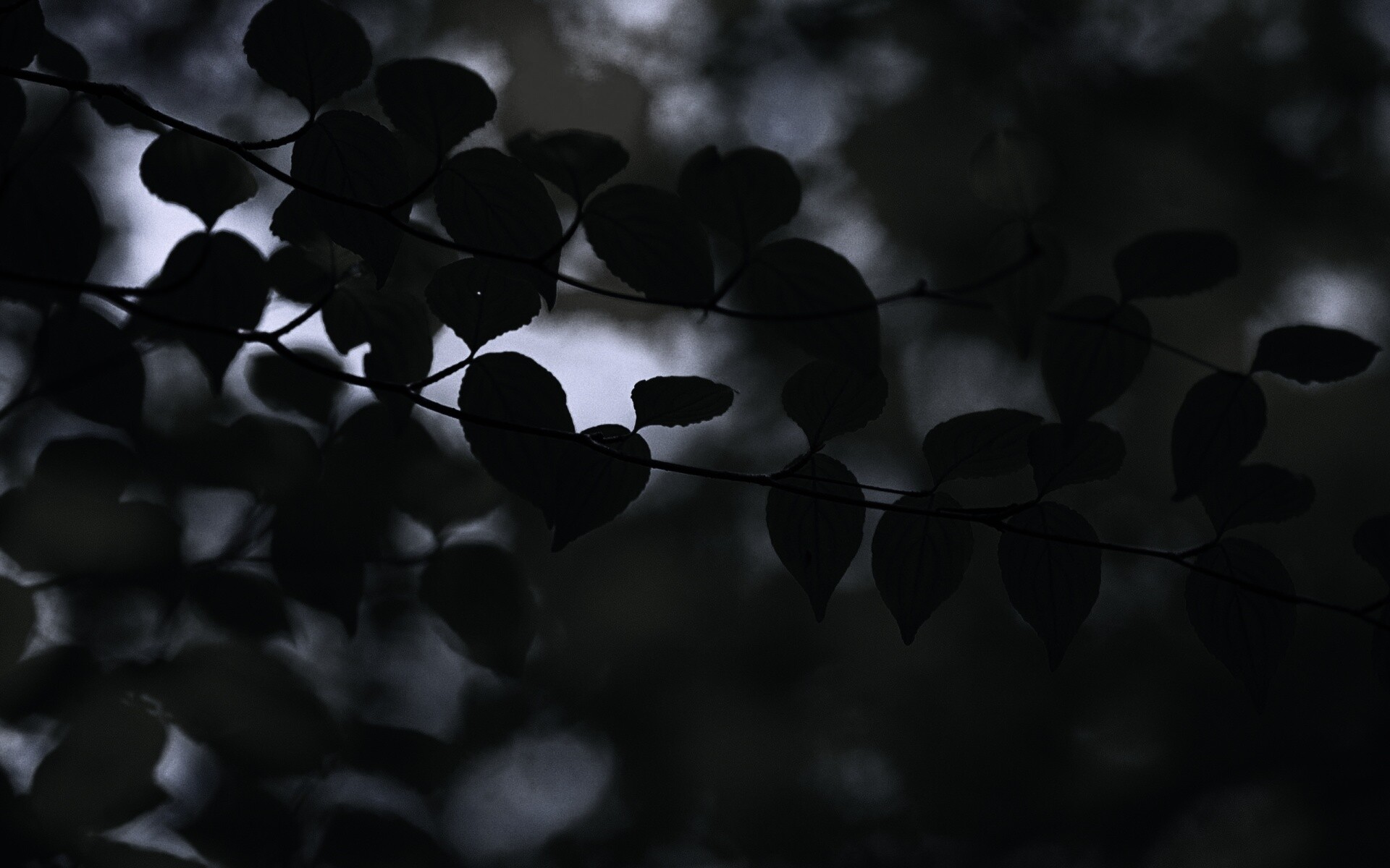 Ветка яркой зелени обои