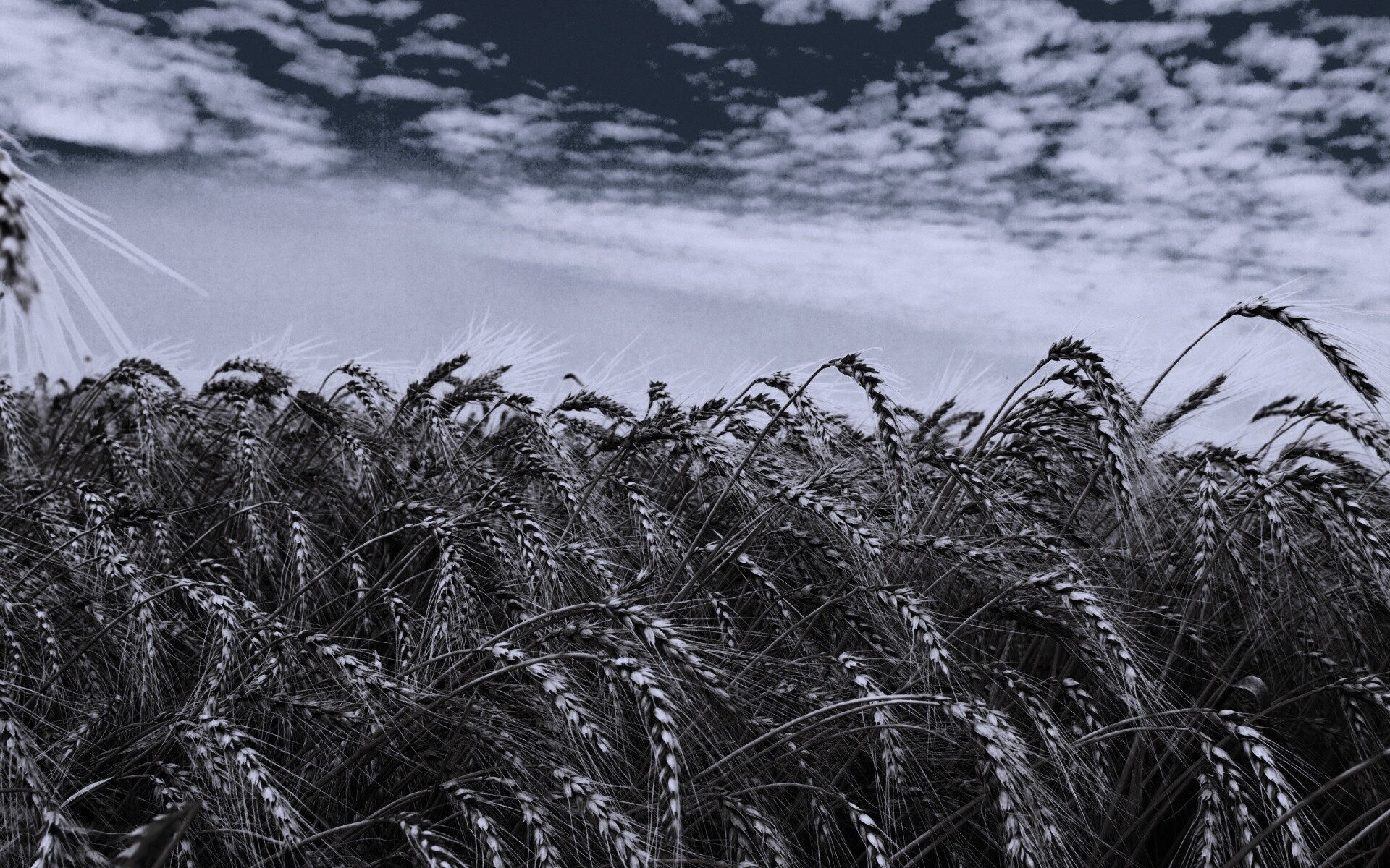 Колосья в поле обои