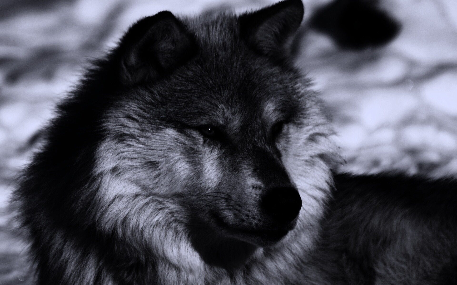 Лайка на снегу обои