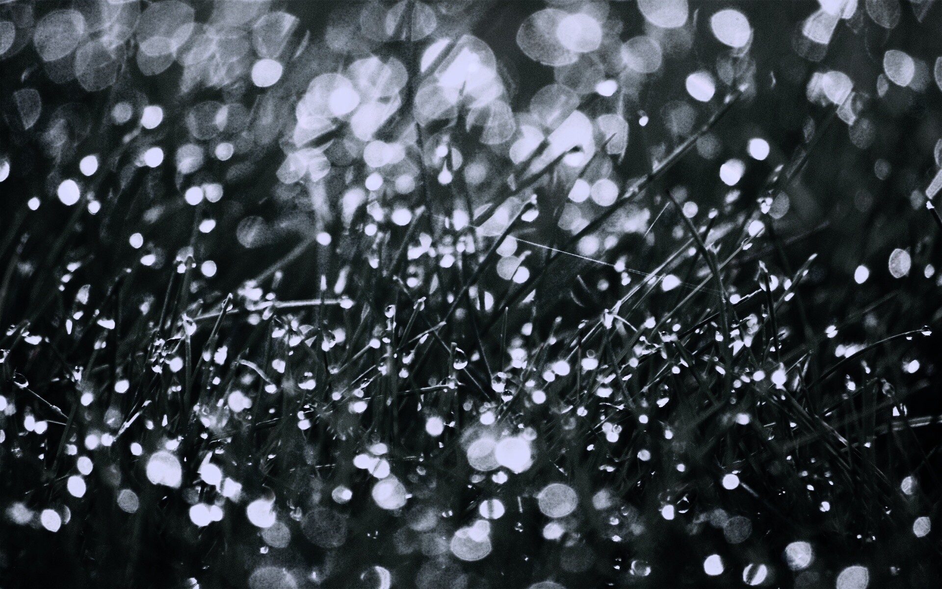 Трава в росе обои