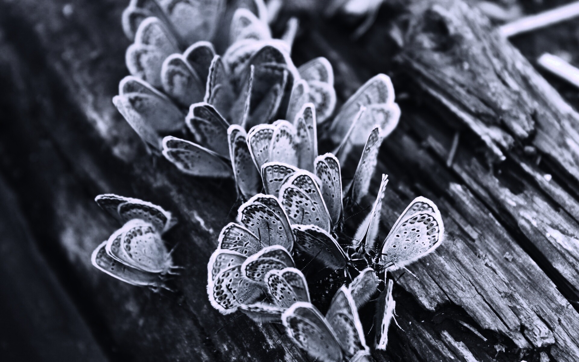 Голубые бабочки обои