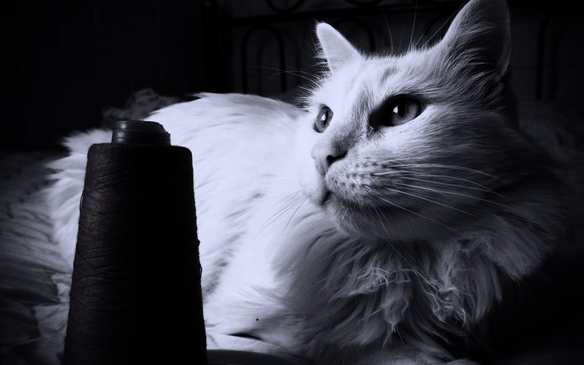 Белый кот с катушкой ниток обои