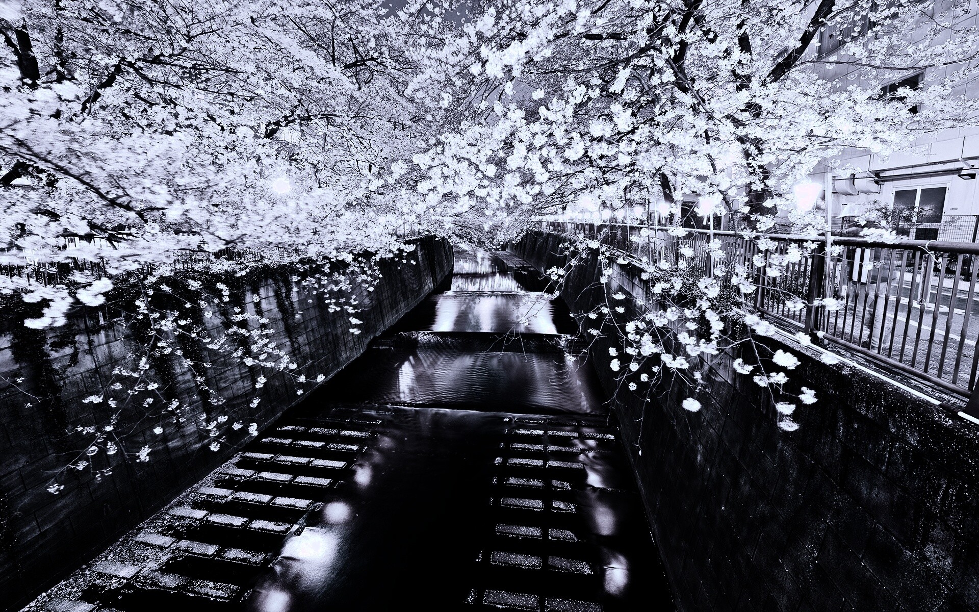 Река и цветение сакуры обои