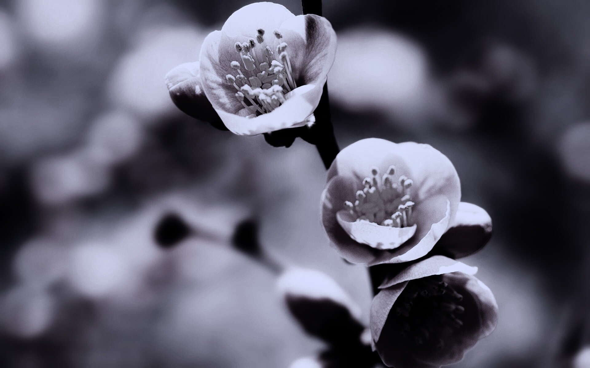 Великолепный цветок обои