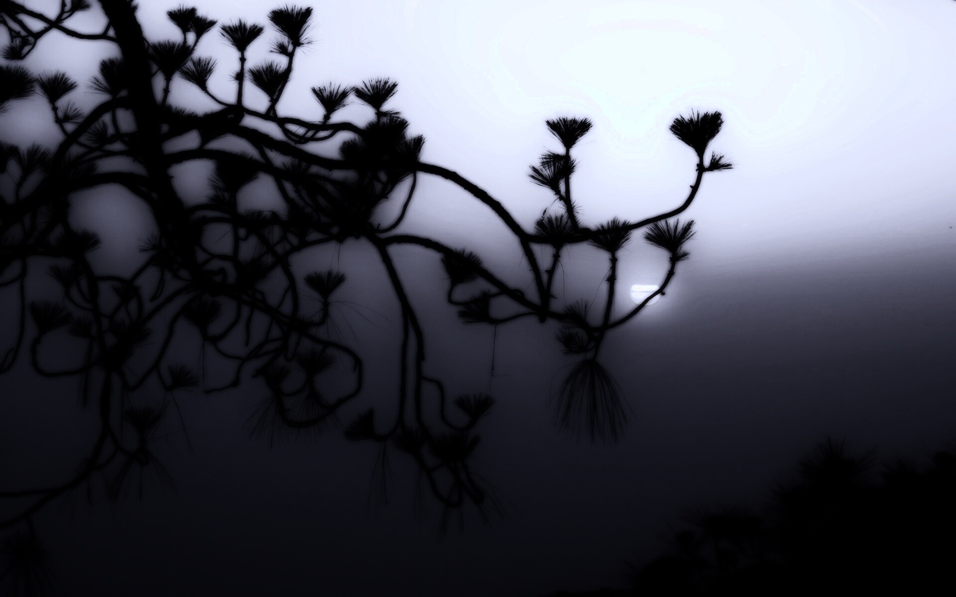 Ленкоранская акация на фоне синего заката обои