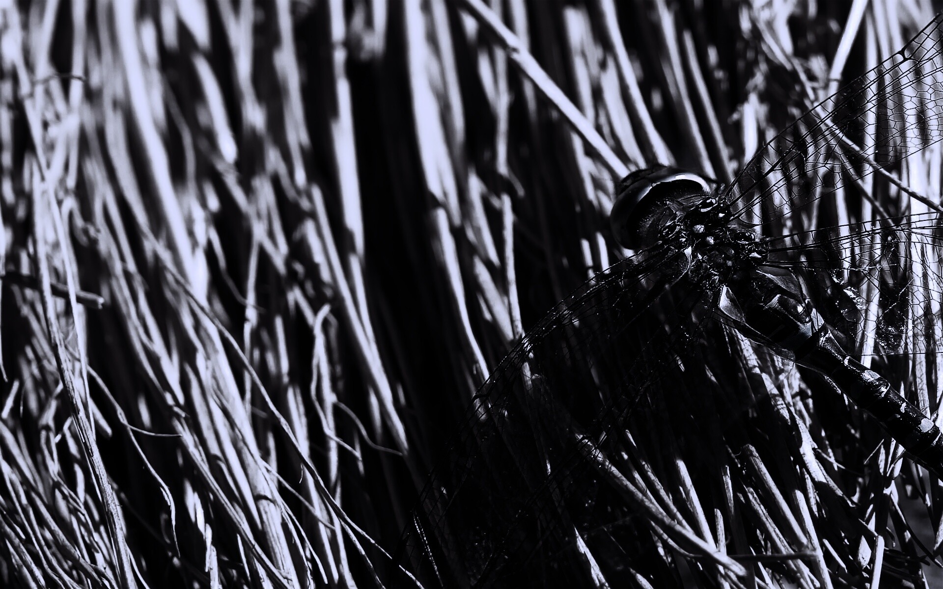 Стрекоза на сене обои