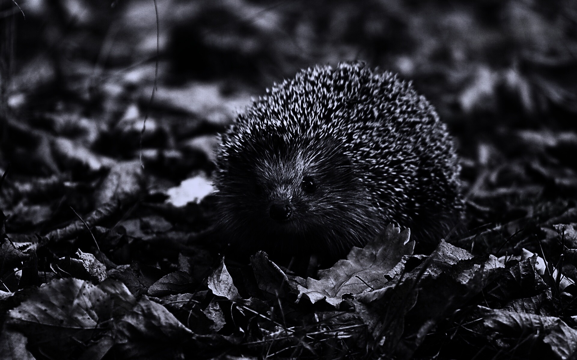 Ежик в осенней листве обои