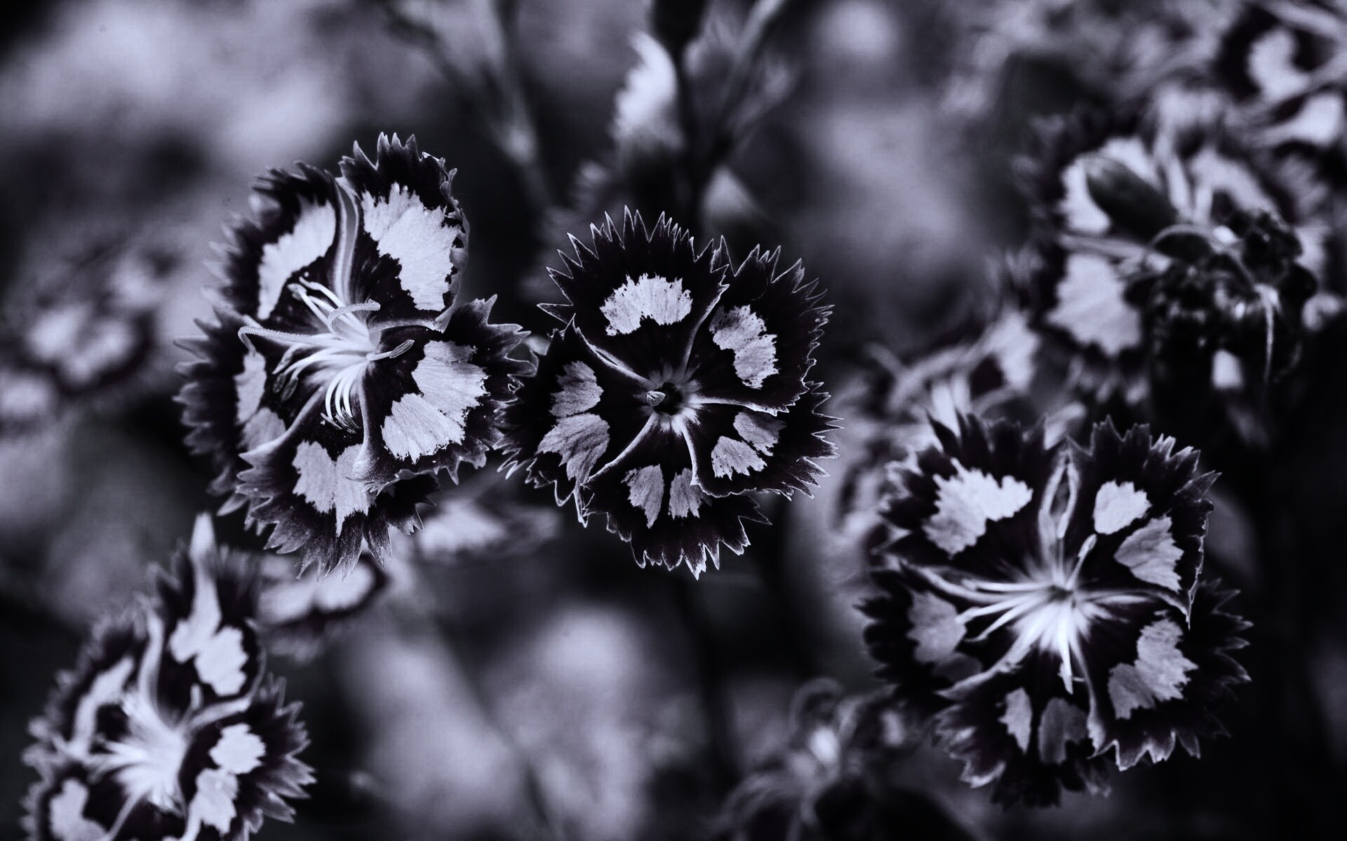 Неизвестные науке цветы обои