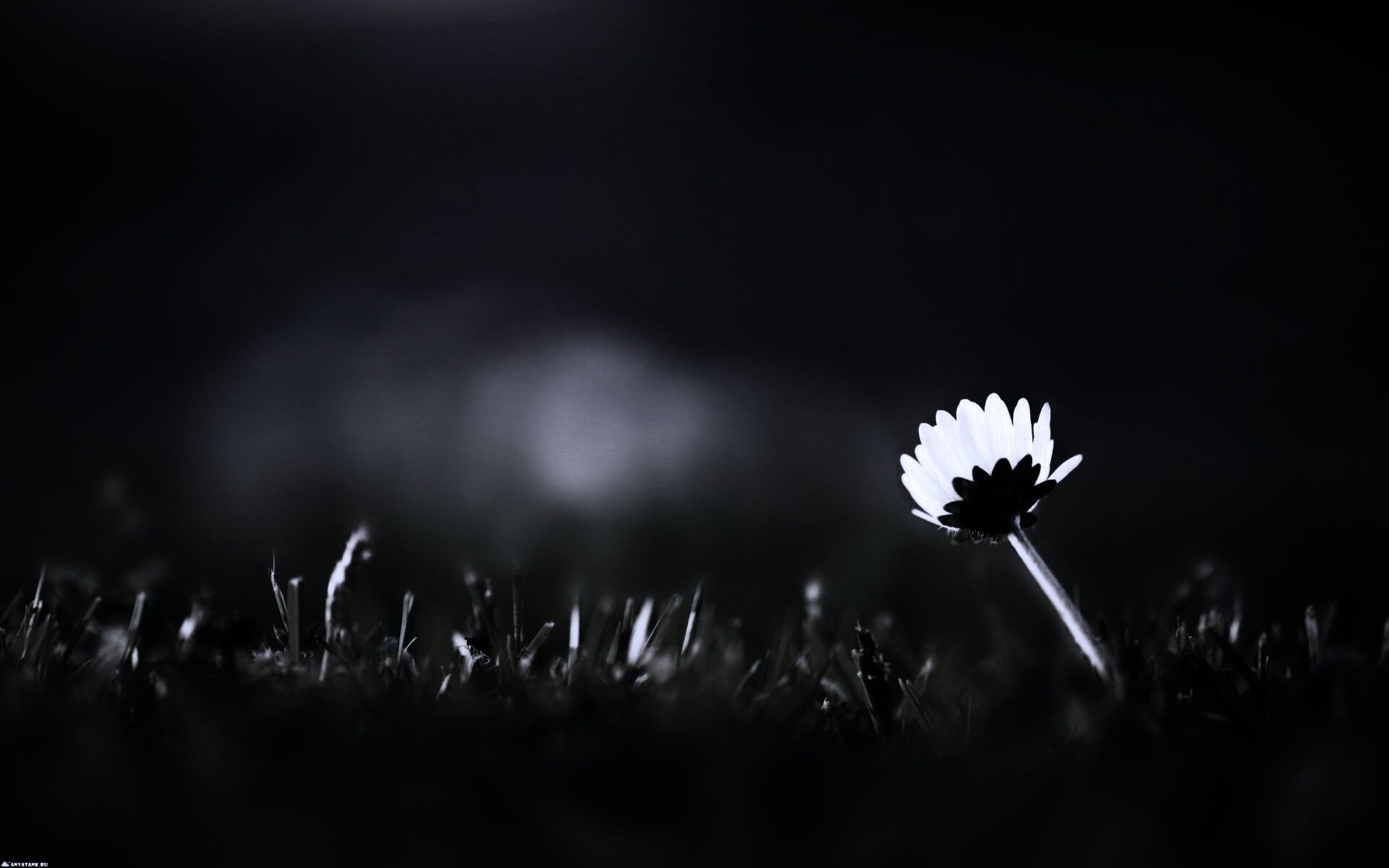 Цветок на траве обои