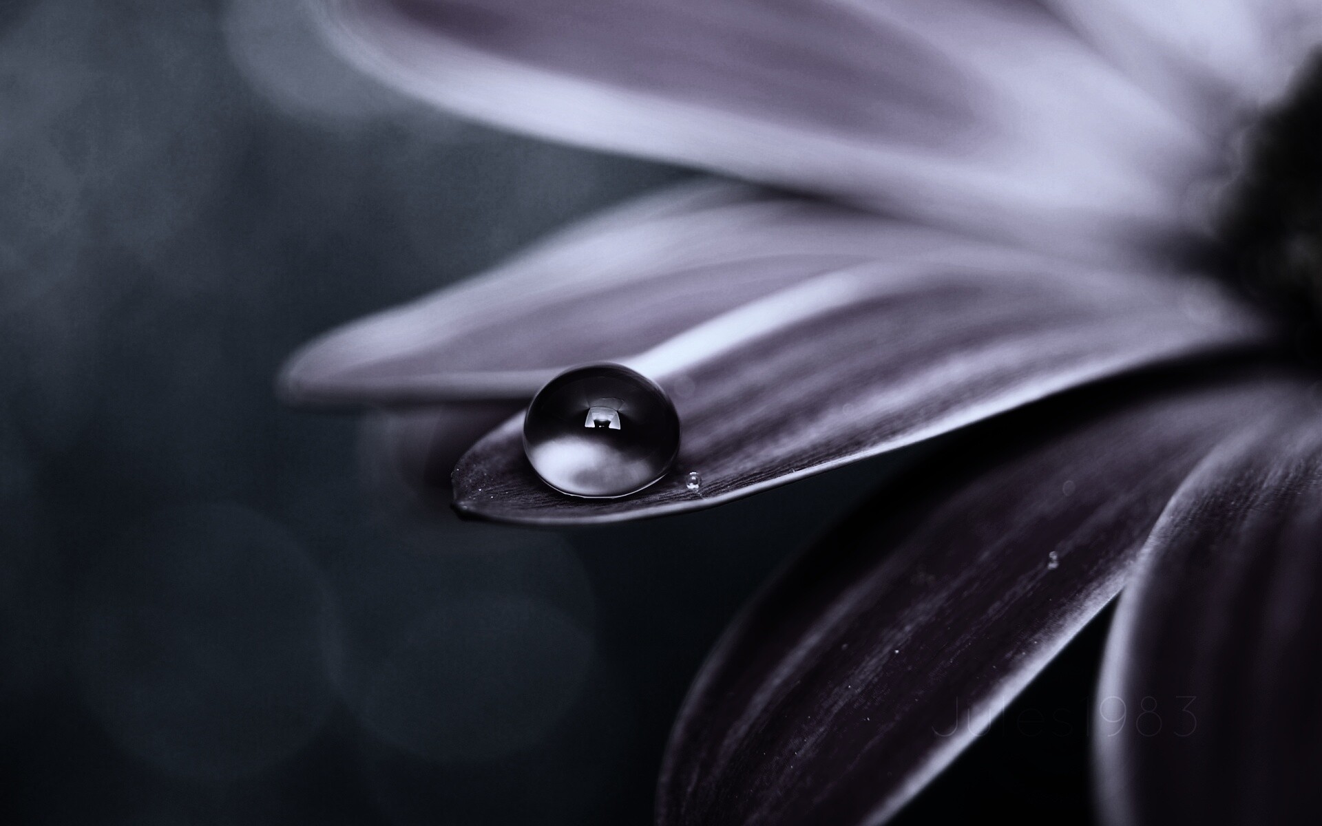 Капля на лепестке обои