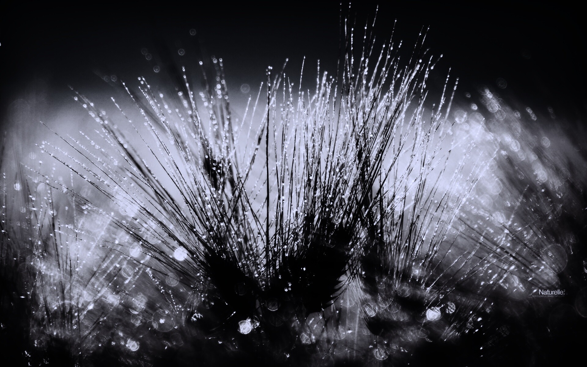 Трава на солнце обои