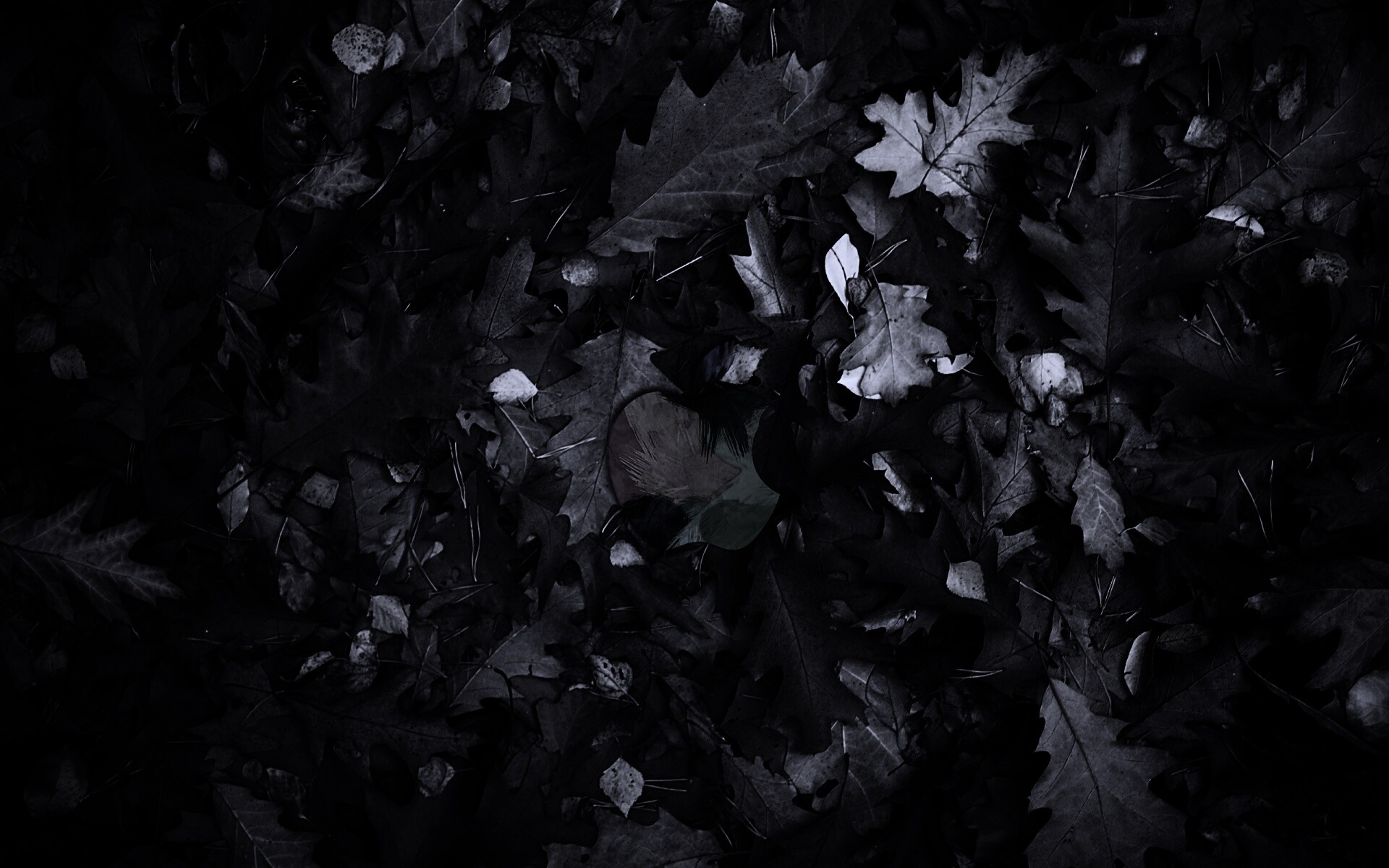 Яблоко в листьях обои