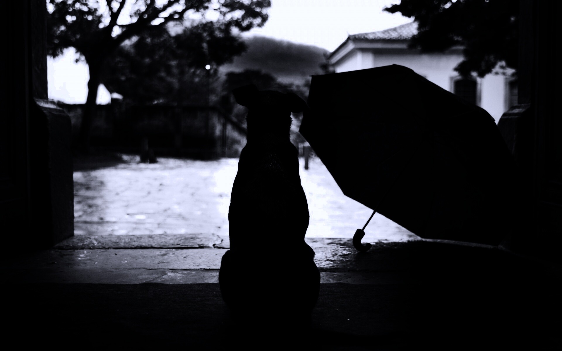 Собака и зонтик обои