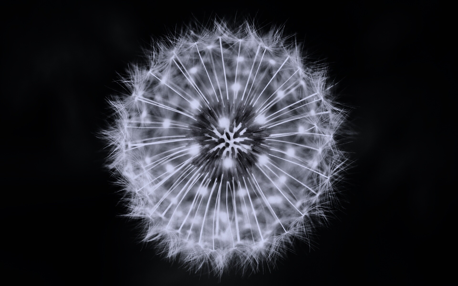 Макро фотография одуванчика обои