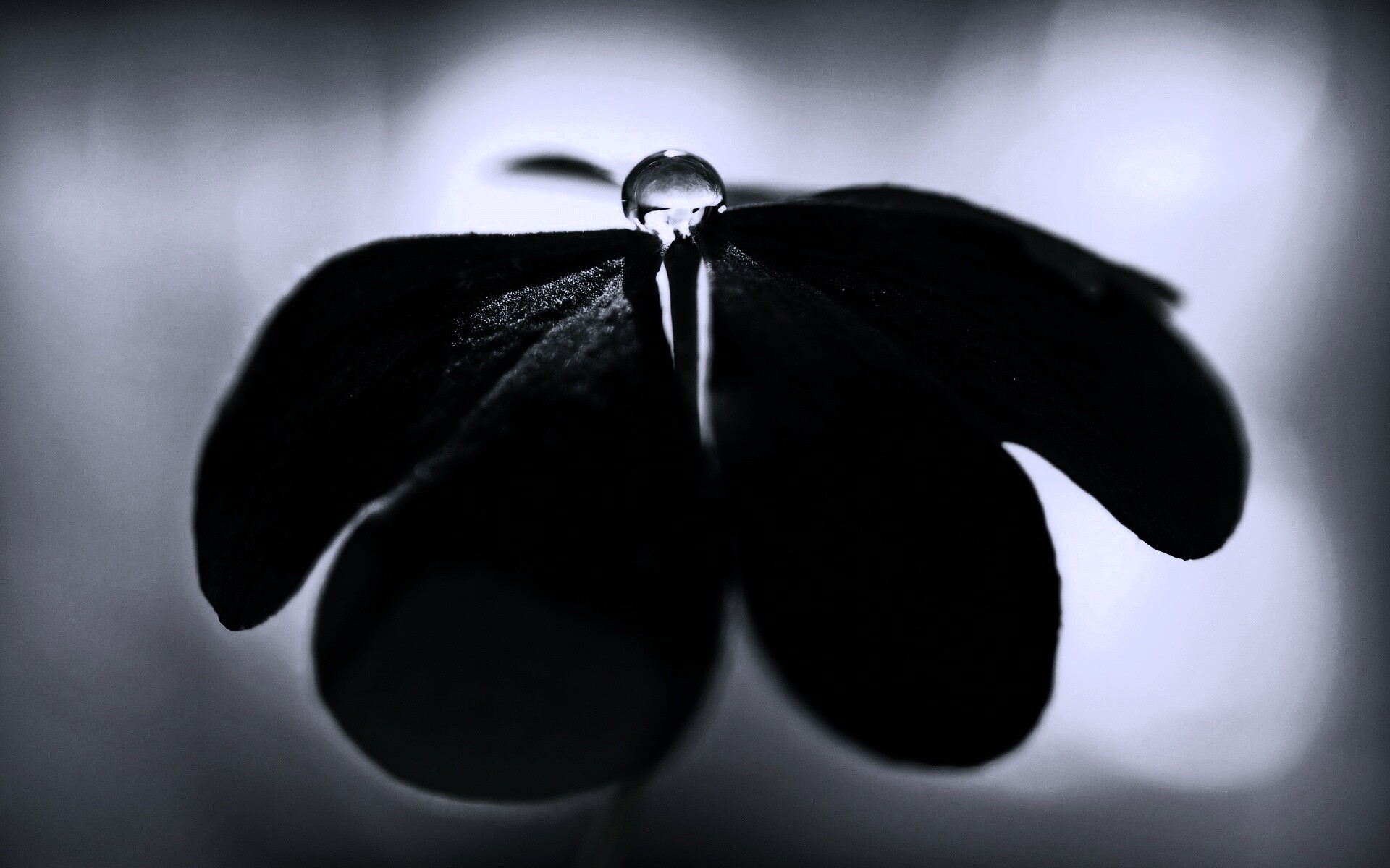 Зеленые листики и капелька воды обои