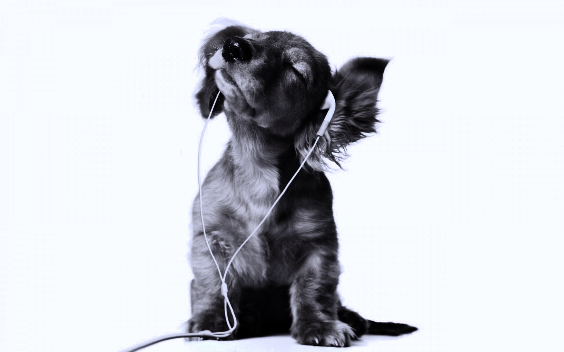 Щенок в наушниках обои