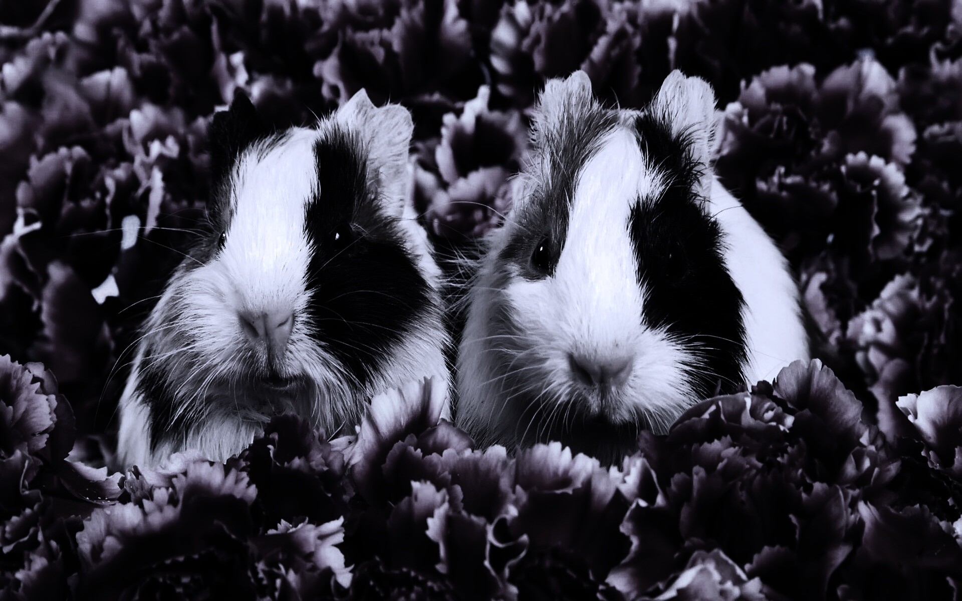 Морские свинки в гвоздиках обои