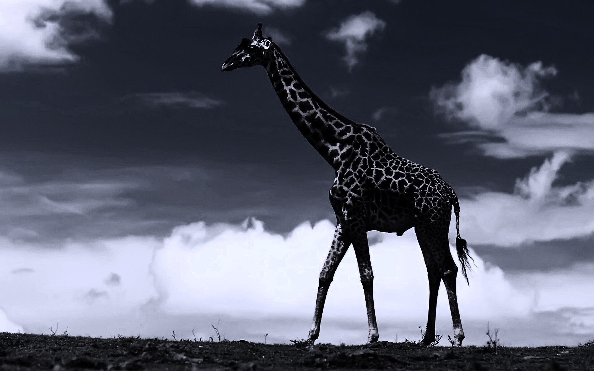 Жираф на прогулке обои