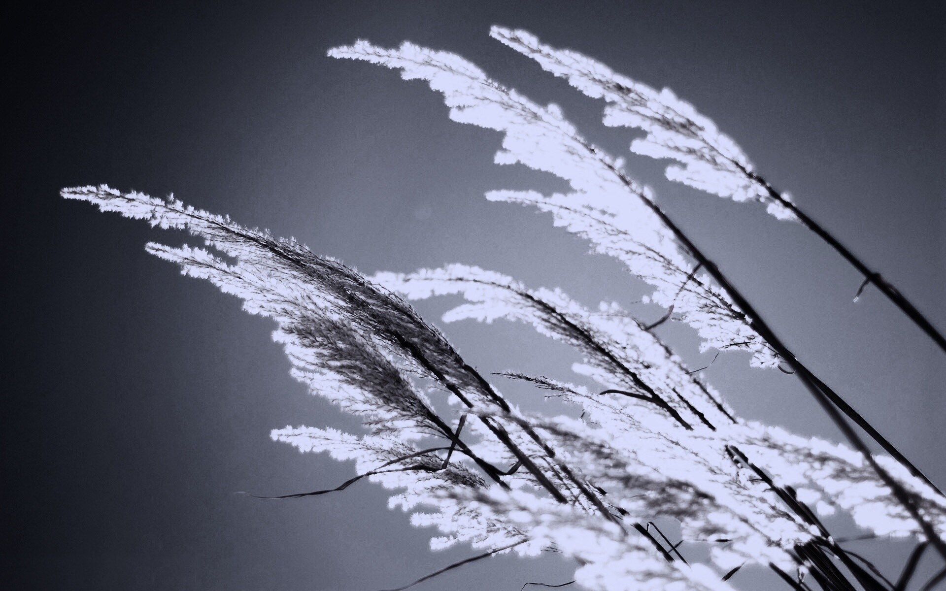 Солнце играет на степном ковыле обои