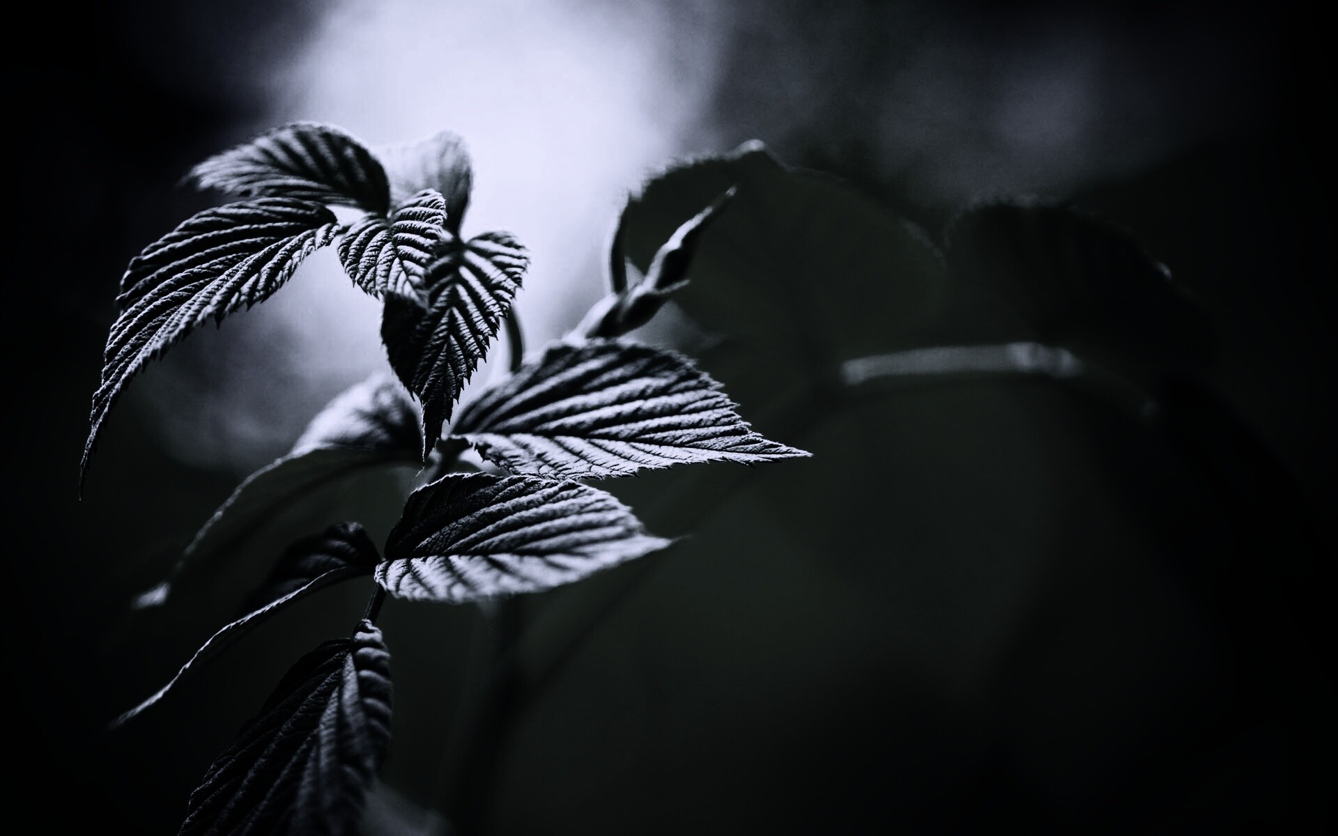 Листья малины обои