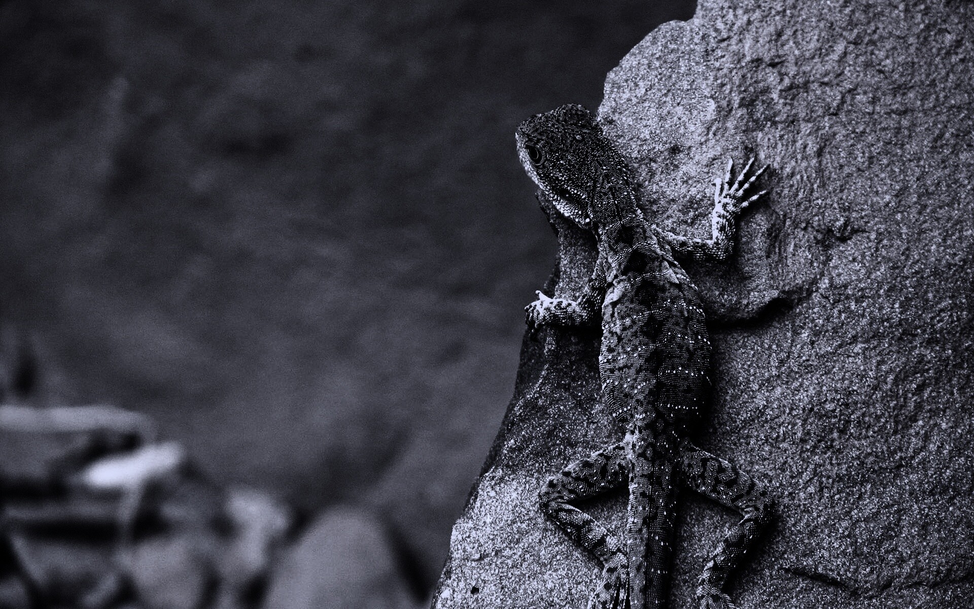 Ящерица на камне обои