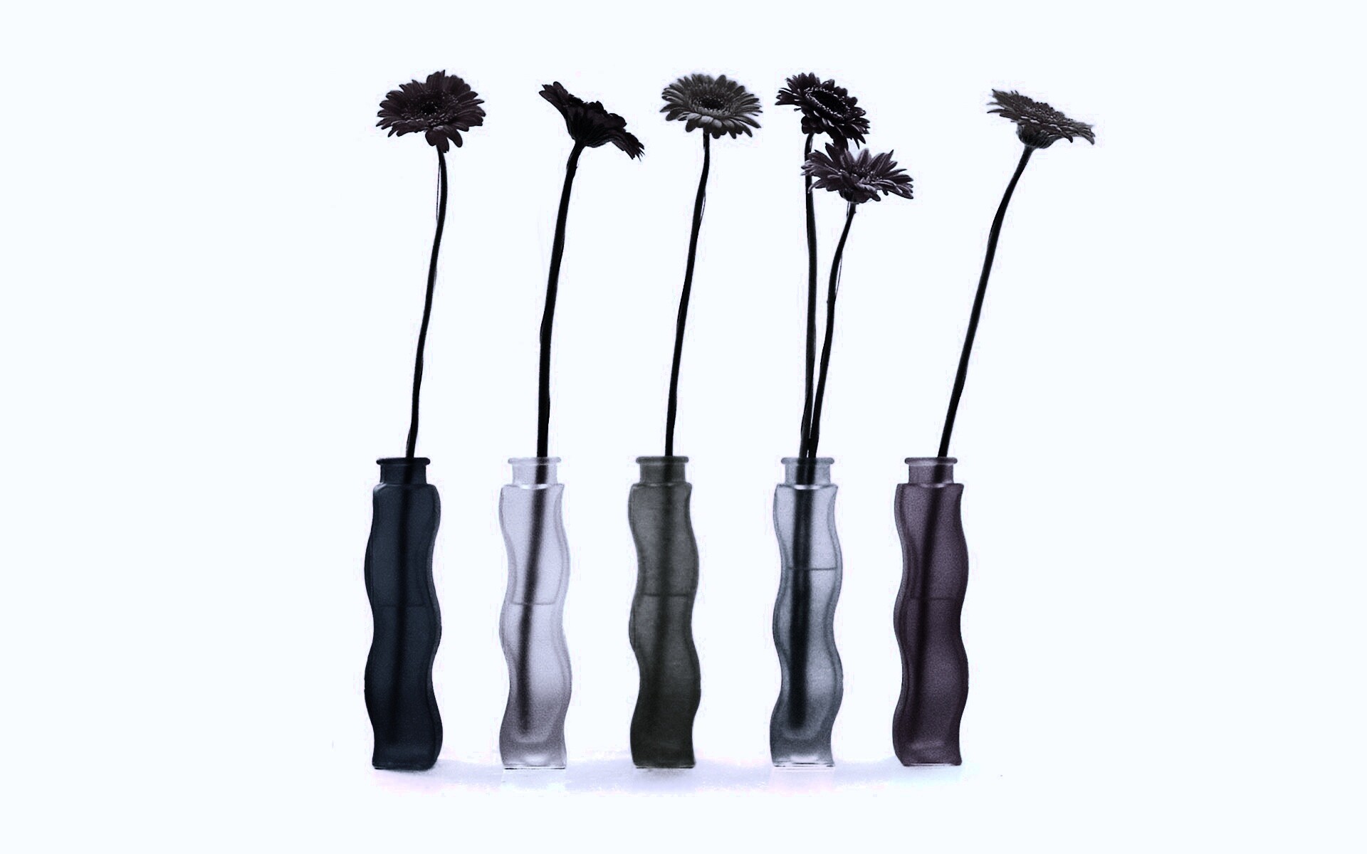 Герберы в изогнутых вазах обои