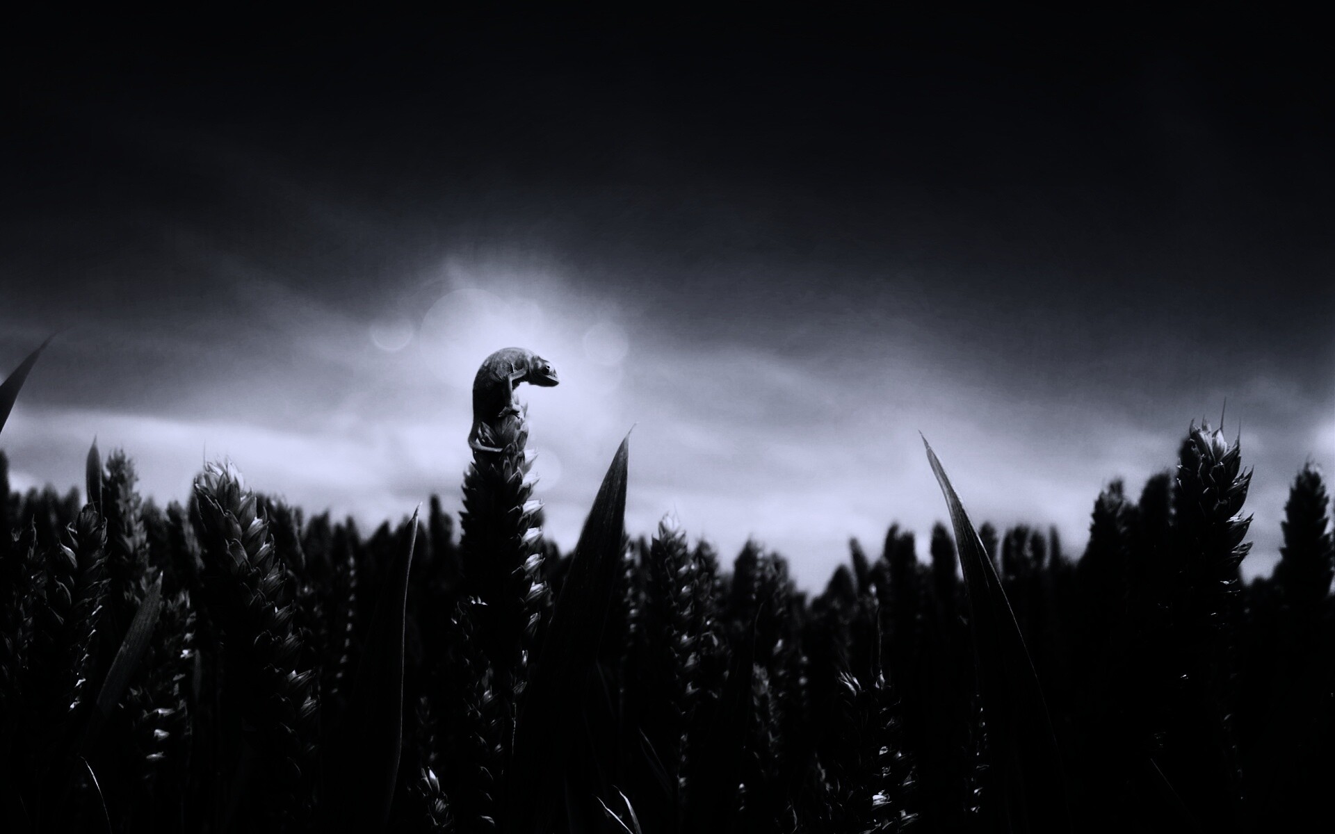 Маленький хамелеон на травинке обои