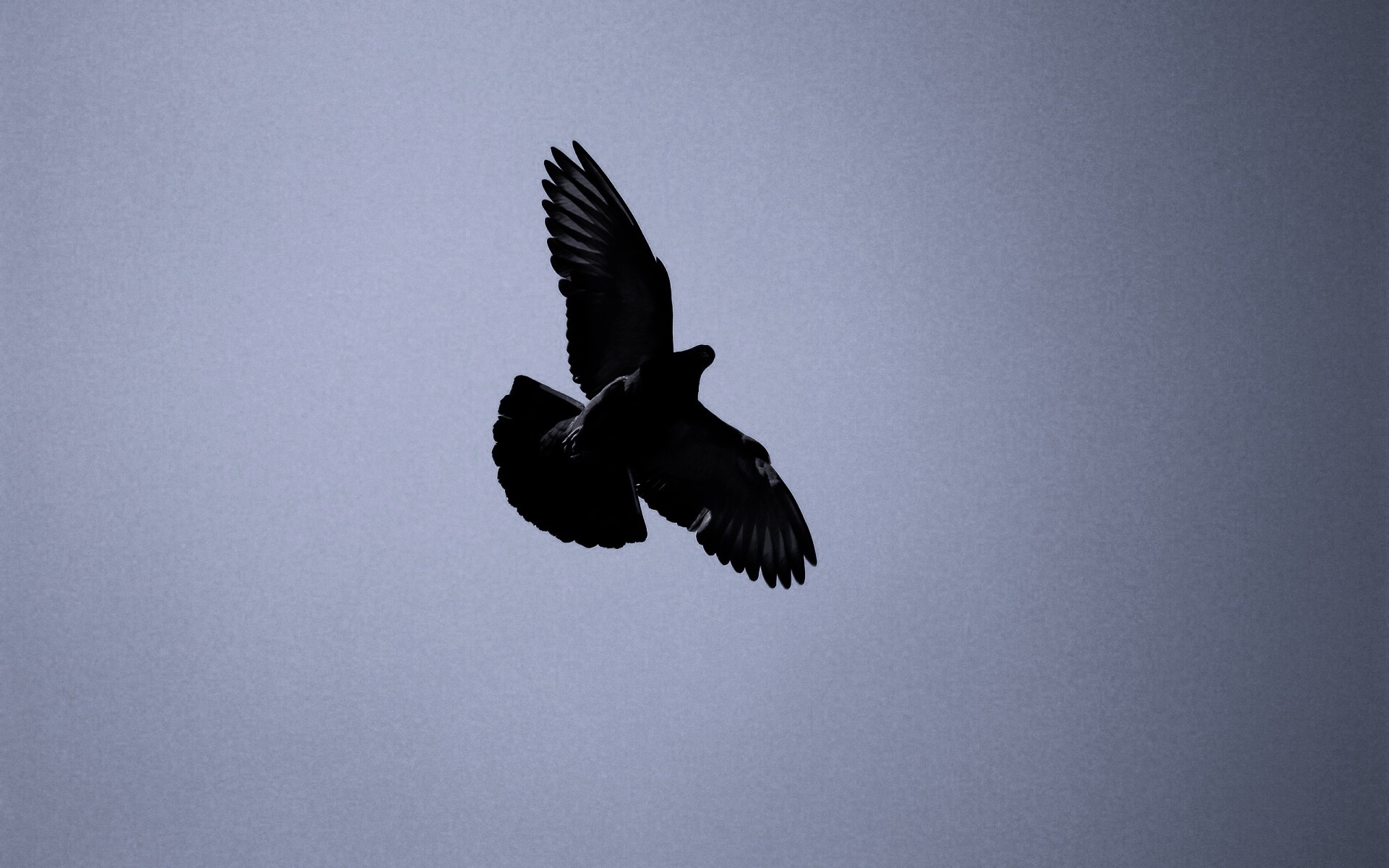 Голубь в полёте обои