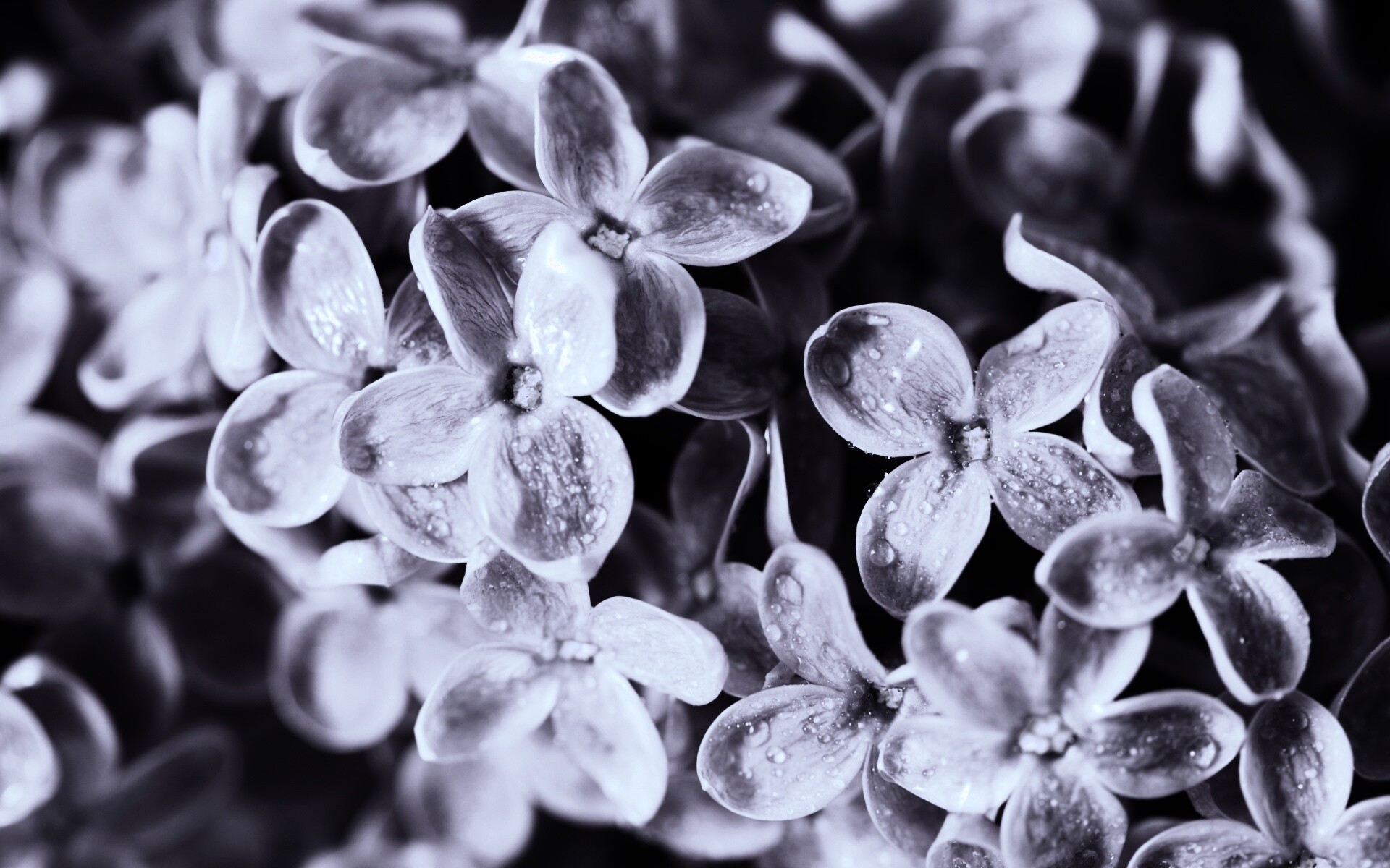 Цветы сирени обои