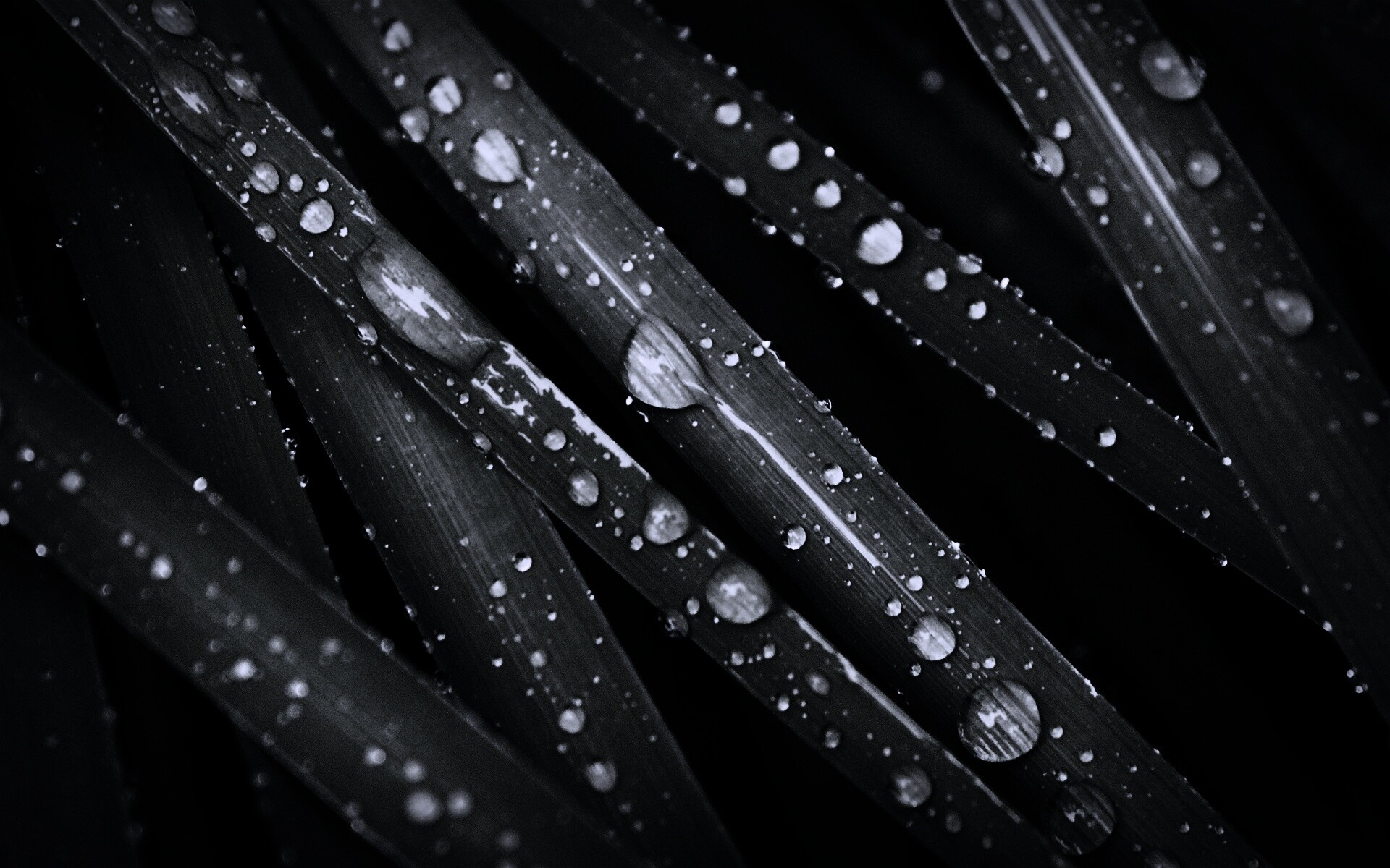 Капли на траве обои