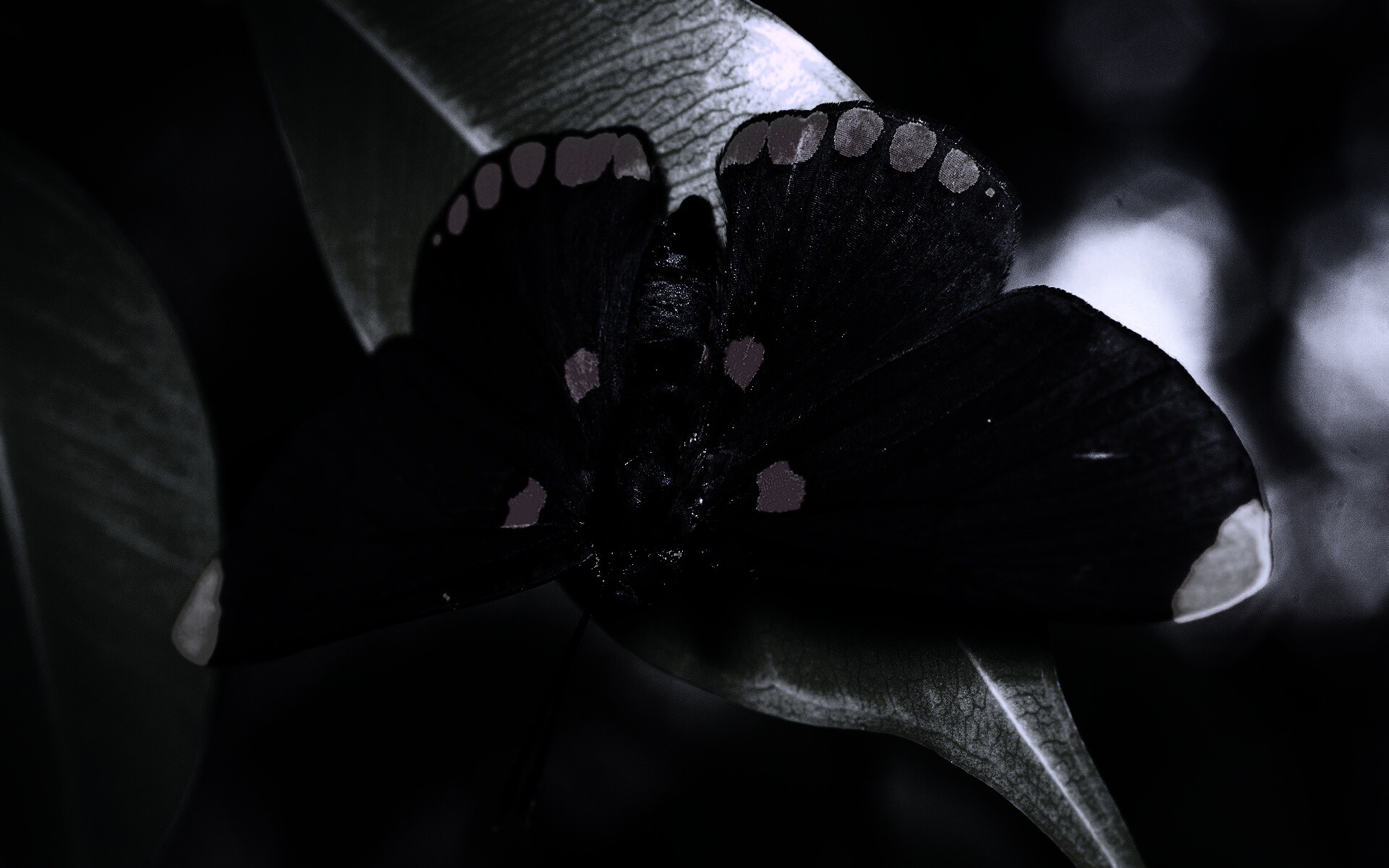 Бабочка на листе обои