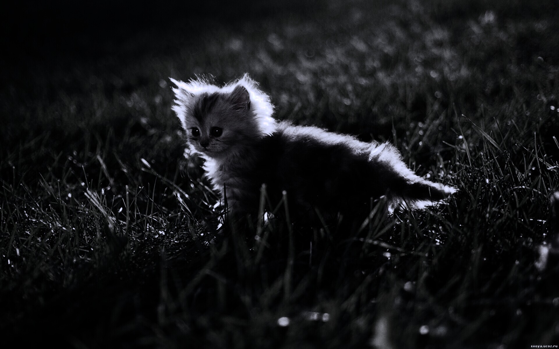 Котёнок в траве обои