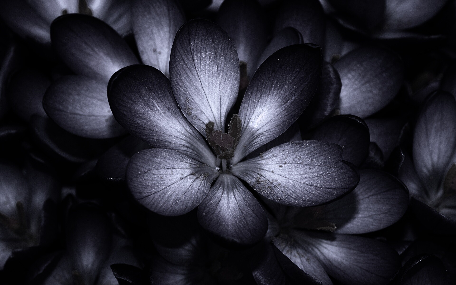 Сиреневый цветок обои