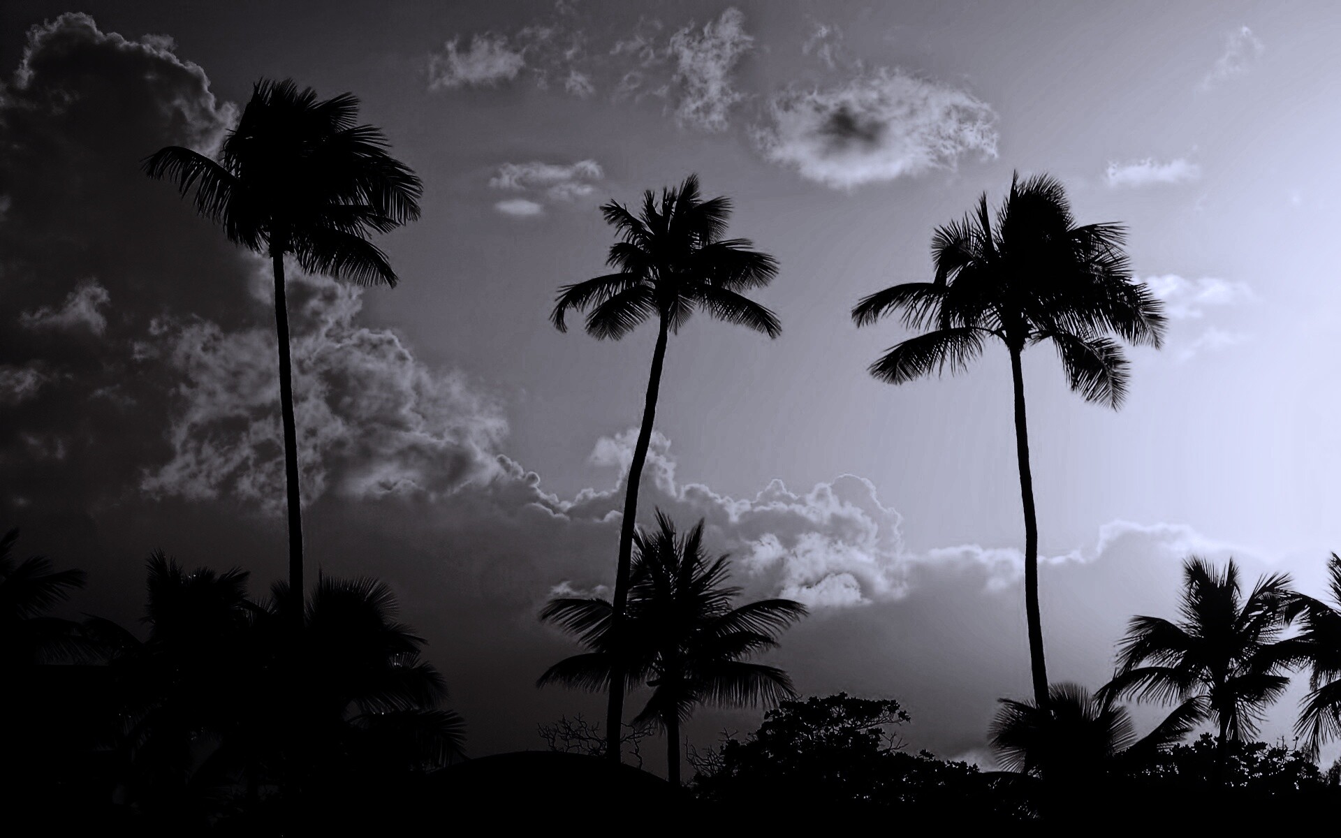 Пальмы на закате обои