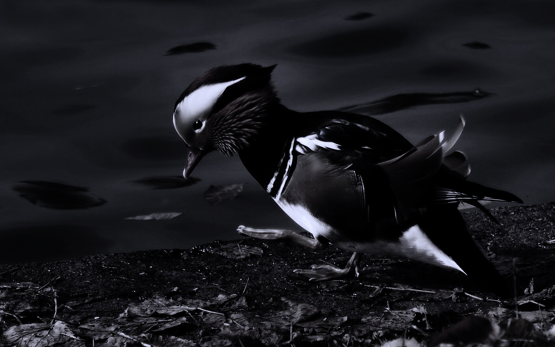 Уточка - мандаринка обои