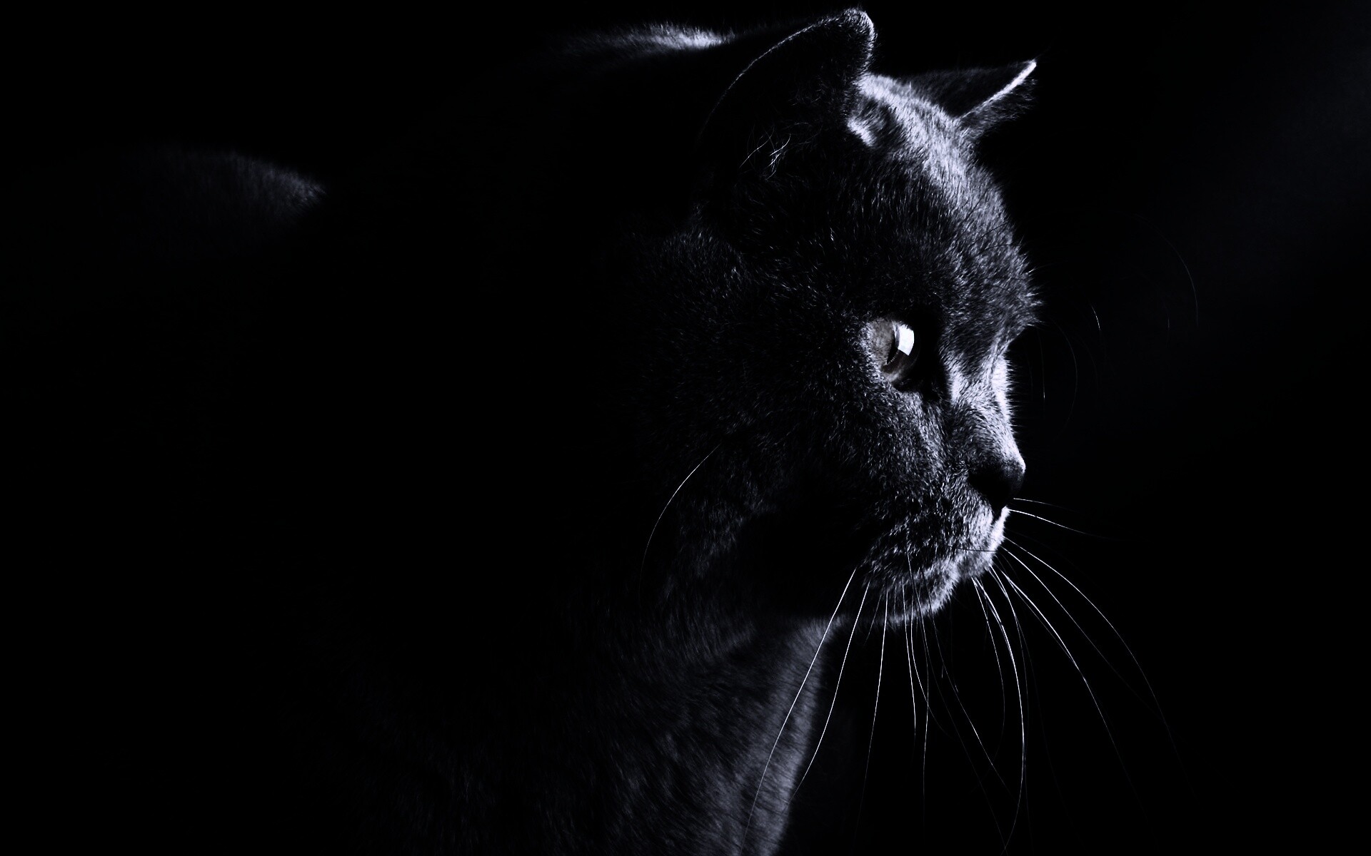 Плюшик  обои