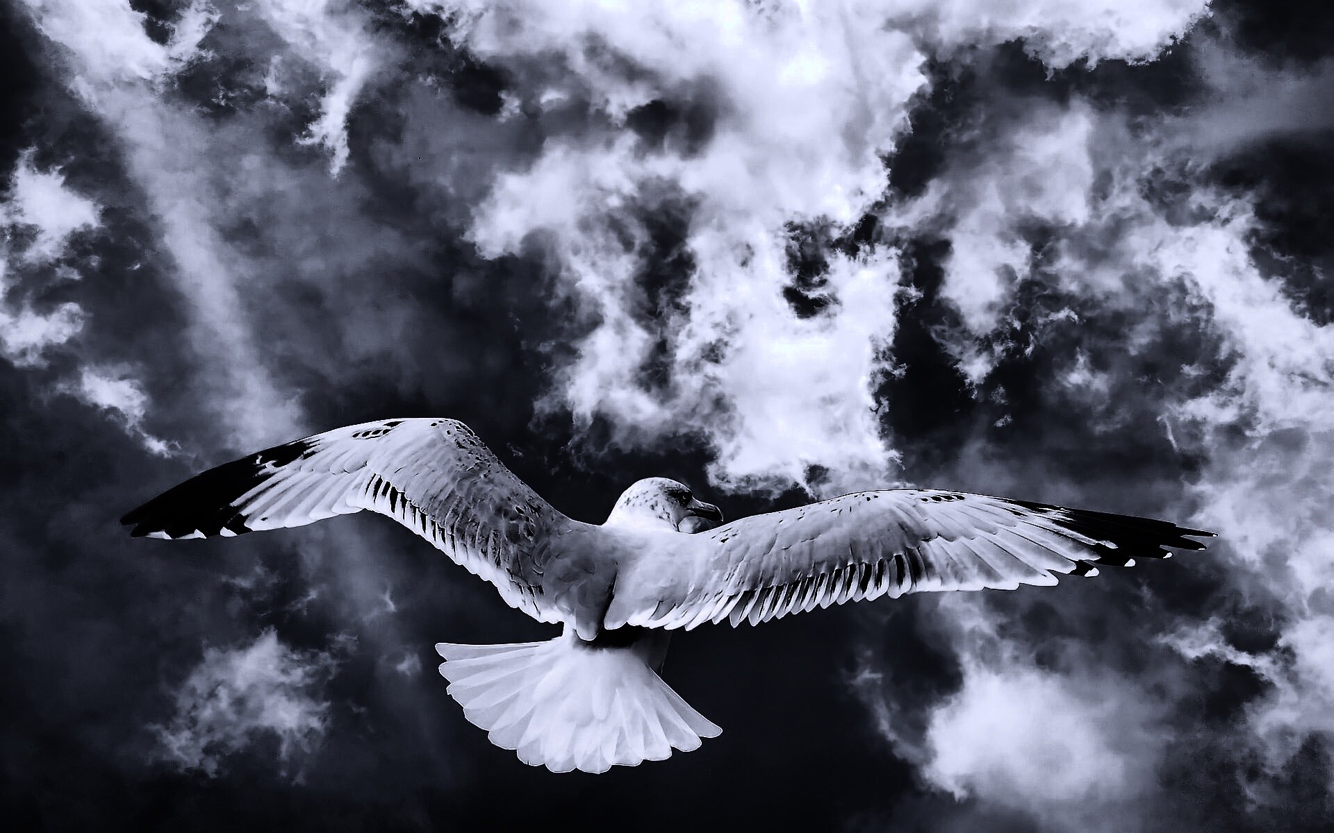 Гордая птица в полете обои