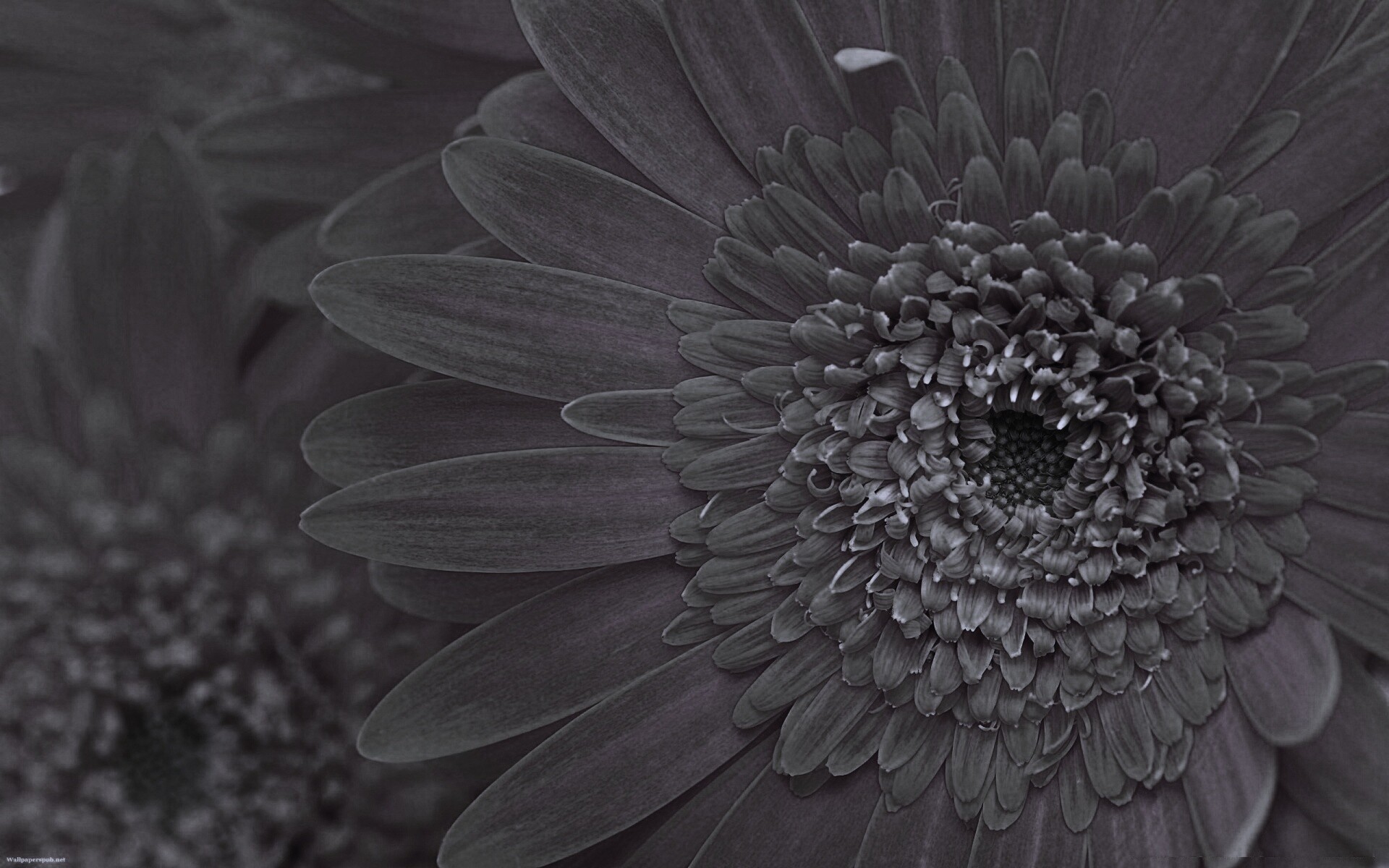 Большой оранжевый гербер обои