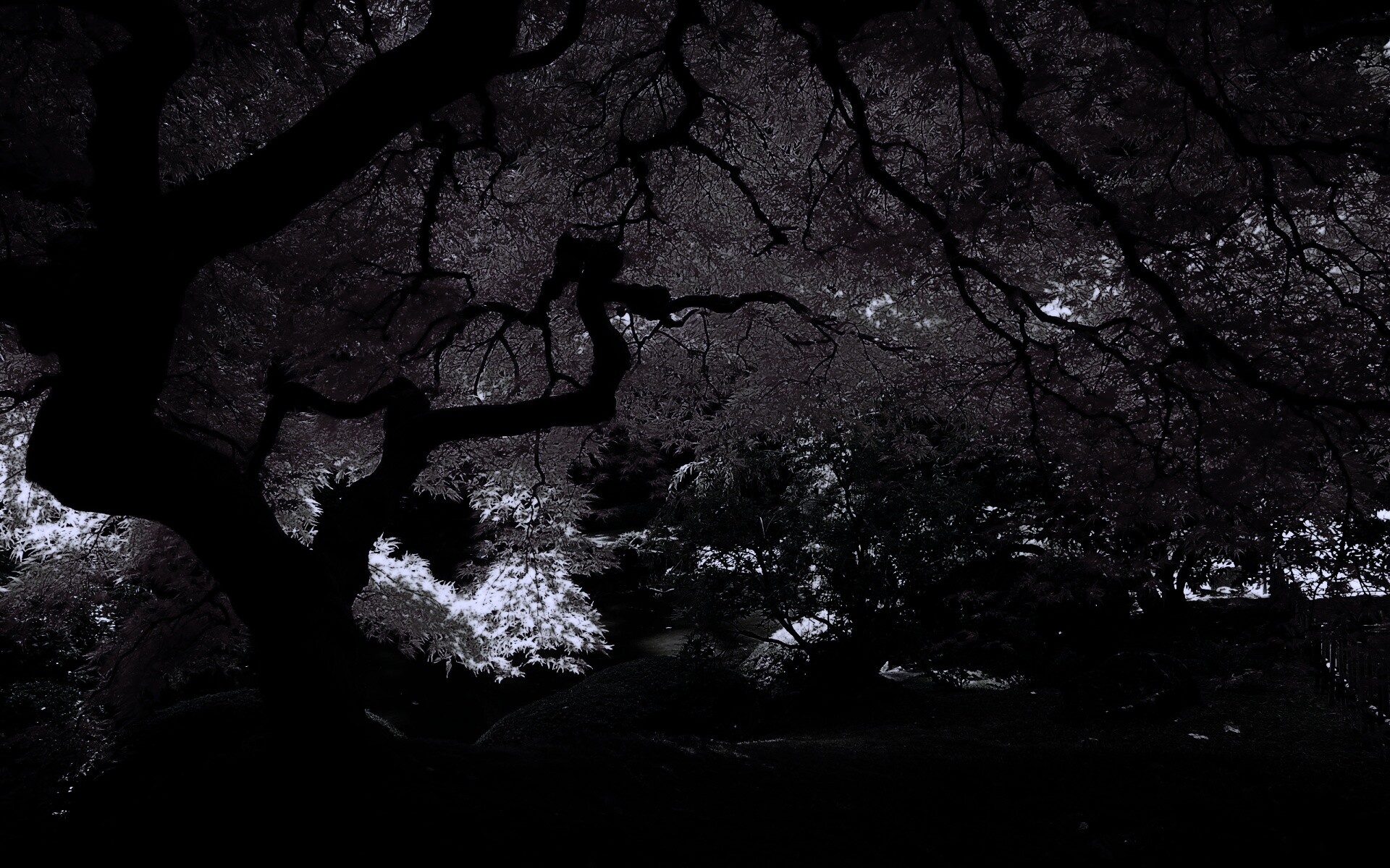 Под оранжевой кроной обои