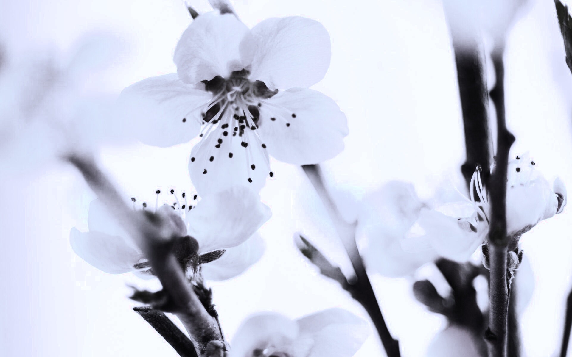 Нежные розовые цветы обои