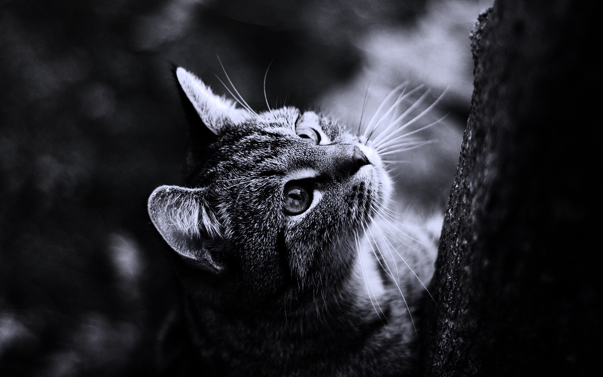 Кошак на дереве обои